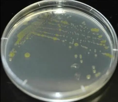 Diamante Scientific Essential Bacteria Kit. Pre-Poured Agar Plates & Swabs. Perfect for Kids. Great for Learning About Microbiology. STEM Education. Experiment Guide eBook Included! - Maple Wellness Supplements