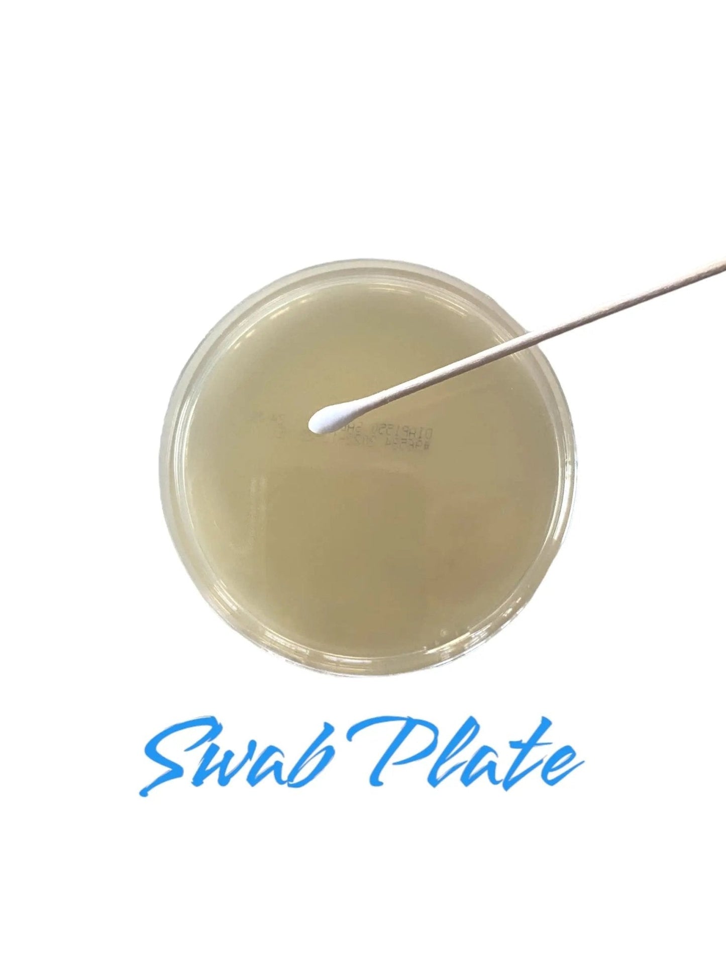 Diamante Scientific Essential Bacteria Kit. Pre-Poured Agar Plates & Swabs. Perfect for Kids. Great for Learning About Microbiology. STEM Education. Experiment Guide eBook Included! - Maple Wellness Supplements