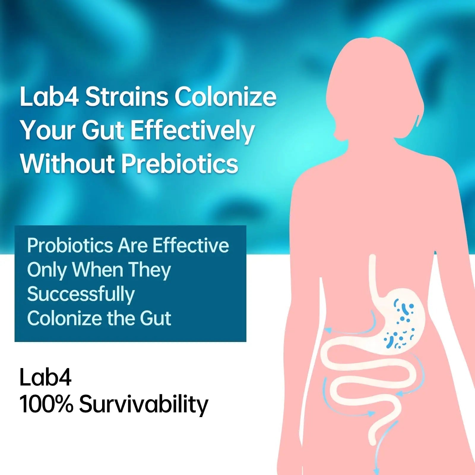 Digestive Probiotics 20X Lab4 Strains for Gut & Immune Health, Pro Formula for Men & Women, Probiotic Capsules Support Diarrhea, Bloating and Gas, Shelf Stable, Vegan, Gluten Free, 60 Days Supply - Maple Wellness Supplements