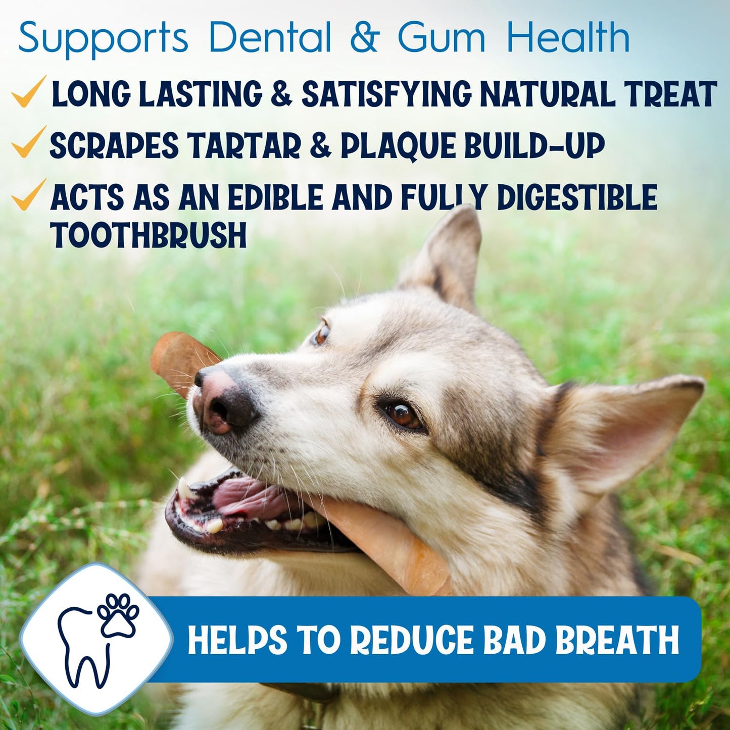 FETCHERONI 12" Collagen Sticks for Dogs – Low Odor Long-Lasting Bully Stick & Rawhide Alternative, Single Ingredient Beef Bone, High Protein Dental Treat, Vet Approved, Improves Joint Health – 5 Pack - Maple Wellness Supplements