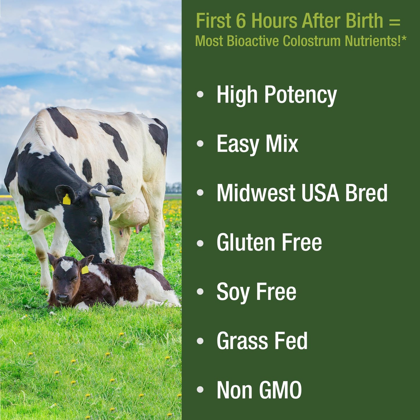 First Milking Colostrum Powder from Grass Fed USA Cows Milked Within 6 Hours of Giving Birth to Get the Most Bioactive Nutrients. High Immunoglobulin Non-GMO Bovine Colostrum Supplement for Humans - Maple Wellness Supplements