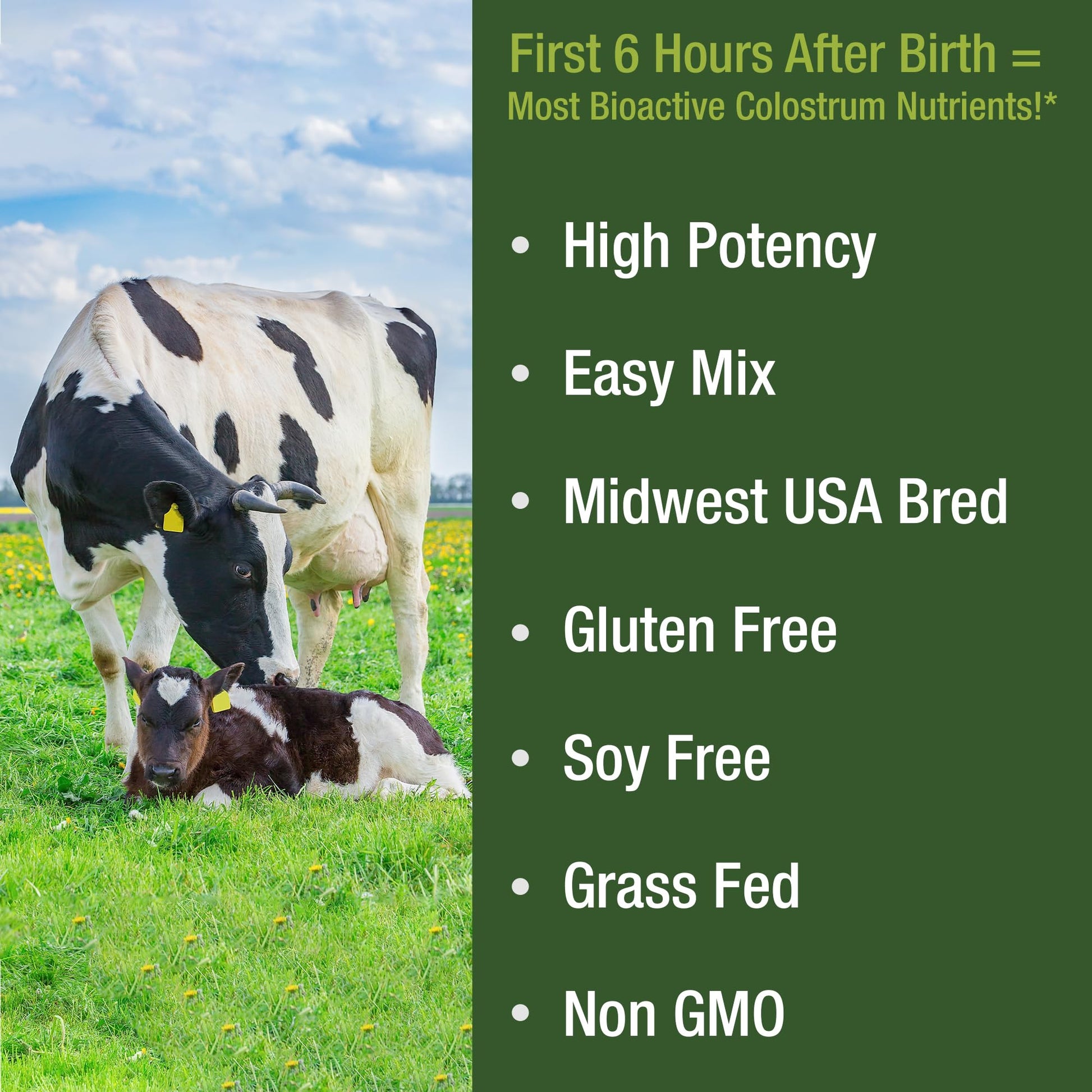 First Milking Colostrum Powder from Grass Fed USA Cows Milked Within 6 Hours of Giving Birth to Get the Most Bioactive Nutrients. High Immunoglobulin Non-GMO Bovine Colostrum Supplement for Humans - Maple Wellness Supplements