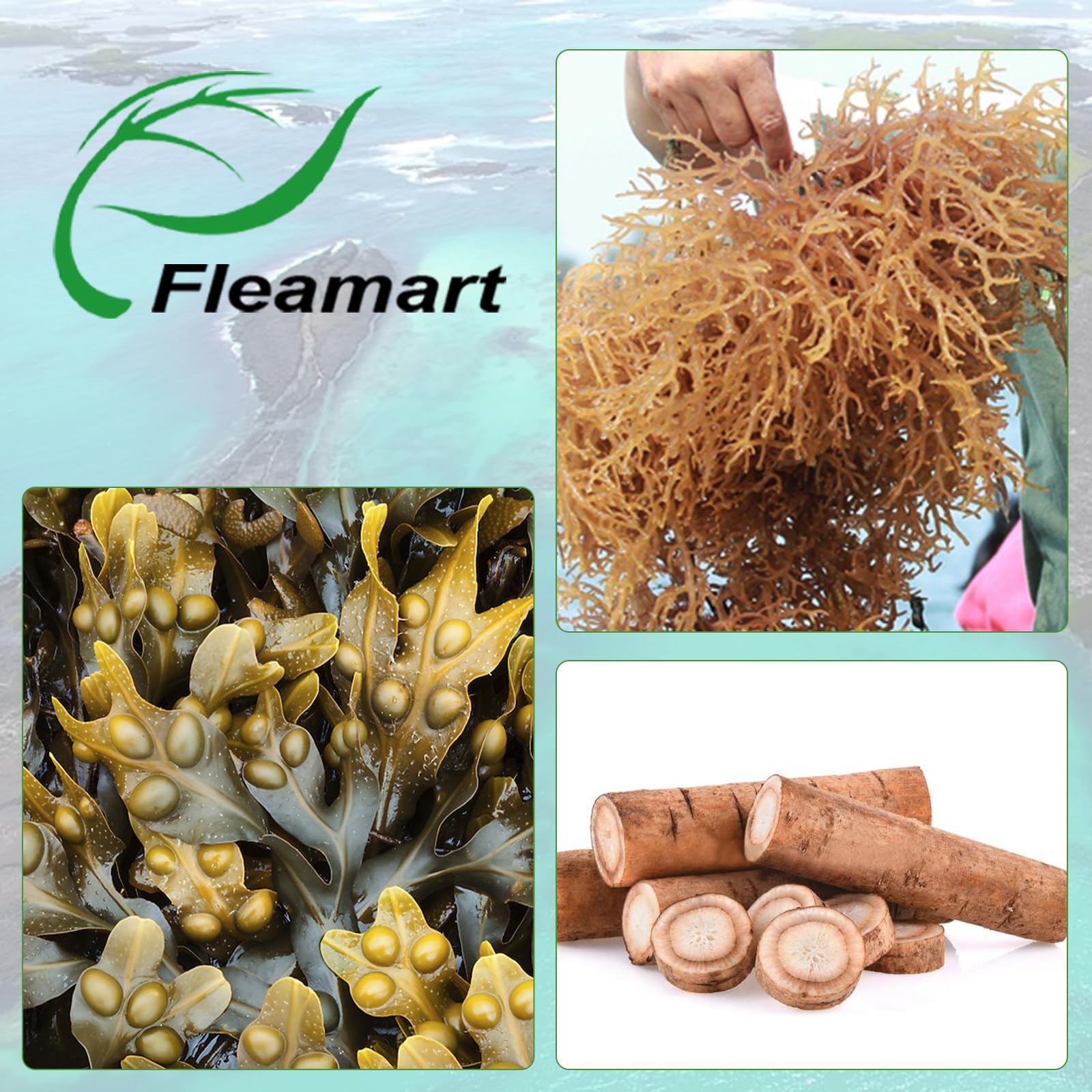 Fleamart Irish Sea Moss Capsules 120ct Raw Organic Sea Moss Wildcrafted Bladderwrack - Maple Wellness Supplements