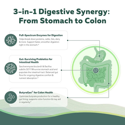 Flora Digest - 3-in-1 Max Strength Digestive Enzymes + Gut Surviving Probiotics & ButyraGen® Postbiotic for Optimal Digestion, Bloating Relief, Regularity, Gut Lining & Colon Support - (30 Capsules) - Maple Wellness Supplements