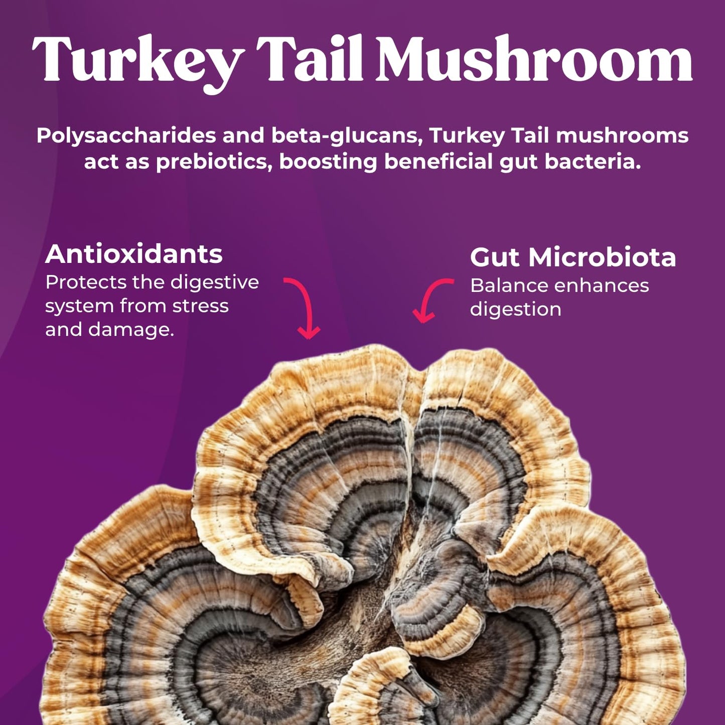 Fungiments Super Prune - Mushroom Supplement - Turkey Tail Mushrooms, Fiber, Rhubarb, Prunes, Ginger, Chamomile - Debloating, Constipation Relief - Maple Wellness Supplements