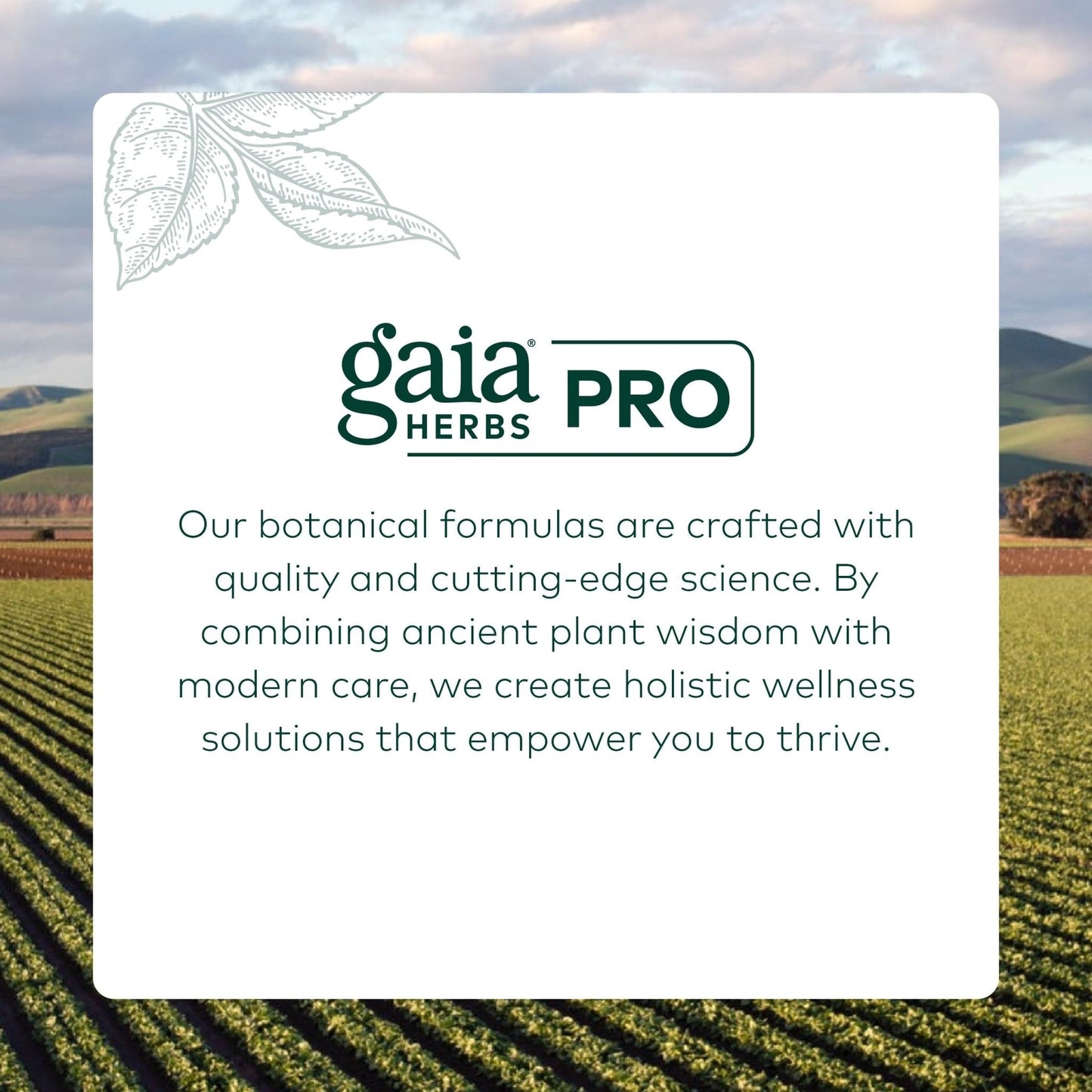 GAIA HERBS PRO Female Support Formula - Supports Healthy PMS & Menopause Fluctuations with Alfalfa Leaf, Black Cohosh Root Extract, Dandelion Root & More* - Vegan - 60 Liquid Phyto-Caps (60 Servings) - Maple Wellness Supplements