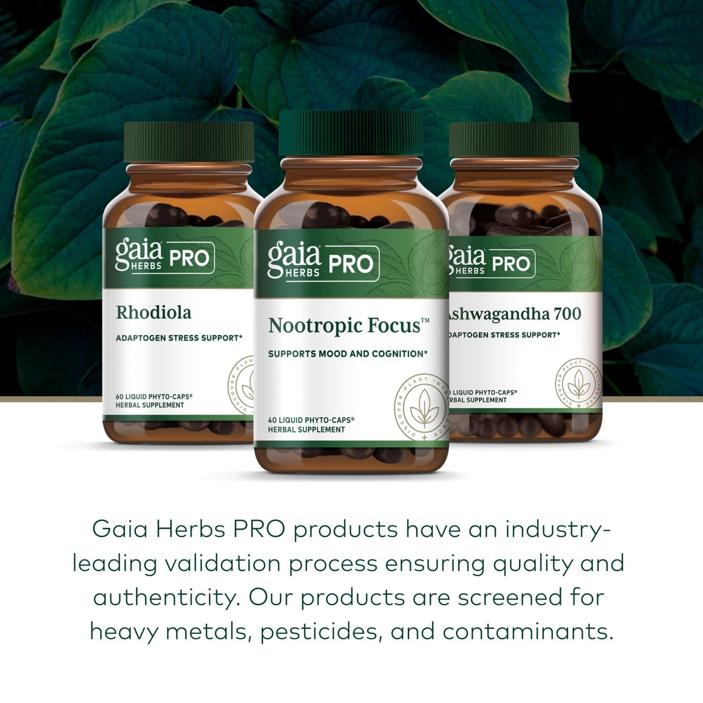 GAIA HERBS PRO Nootropic Focus - Brain Health Support Supplement* - Nootropic Supplement with Saffron, Ginkgo Leaf Extract & Lemon Balm - Vegan, Gluten-Free - 40 Liquid Phyto-Caps (20 Servings) - Maple Wellness Supplements
