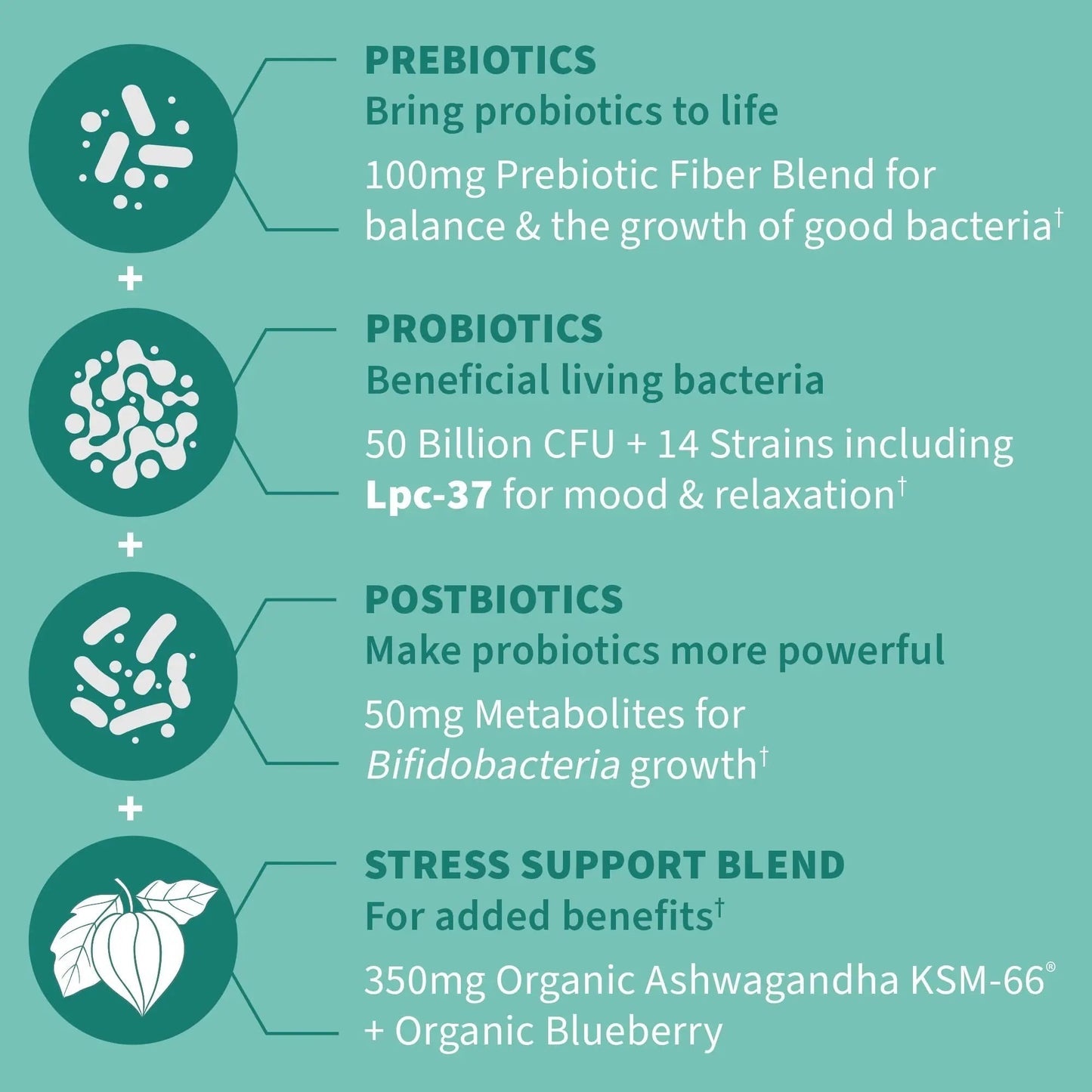 Garden of Life Dr. Formulated Pre, Post & Probiotics Calm 50 Billion CFU Daily 3-in-1 Complete Supplement with Ashwagandha – Mood Support, Digestive & Immune Support, 30 Vegetarian Capsules - Maple Wellness Supplements