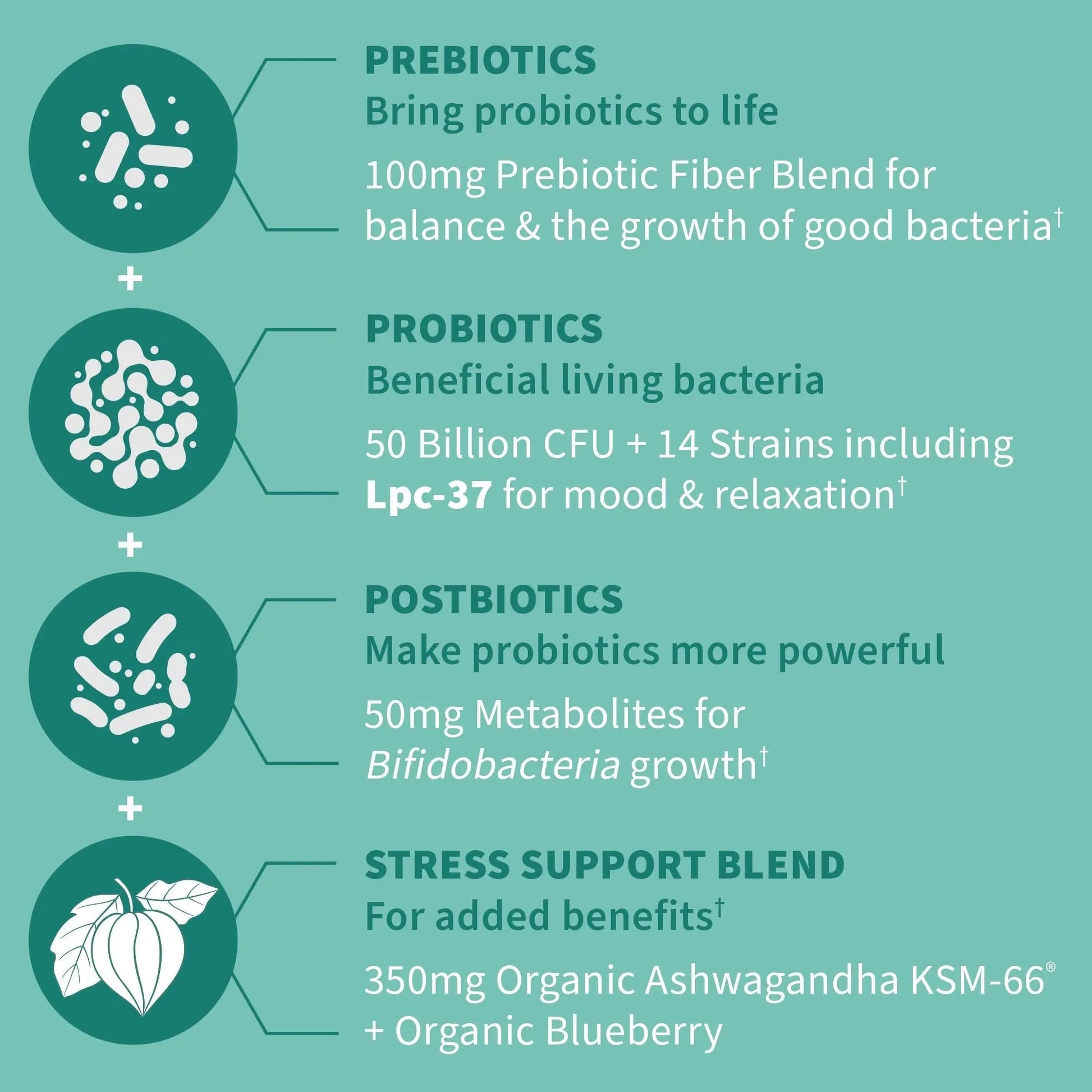Garden of Life Dr. Formulated Pre, Post & Probiotics Calm 50 Billion CFU Daily 3-in-1 Complete Supplement with Ashwagandha – Mood Support, Digestive & Immune Support, 30 Vegetarian Capsules - Maple Wellness Supplements