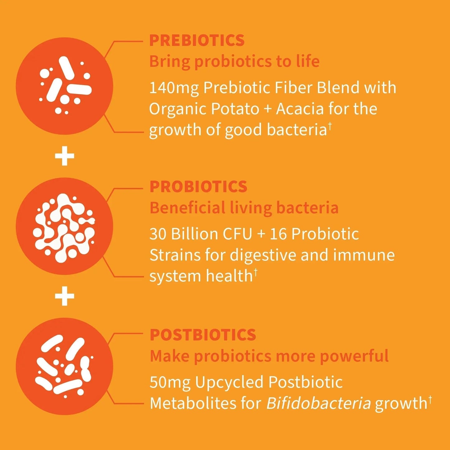 Garden of Life Dr Formulated Probiotics 30 Billion CFU Pre + Pro + Postbiotics for Men and Women Digestive and Immune Support, Potato, Acacia, Postbiotic Metabolites, 30 Mini Vegetarian Capsules - Maple Wellness Supplements