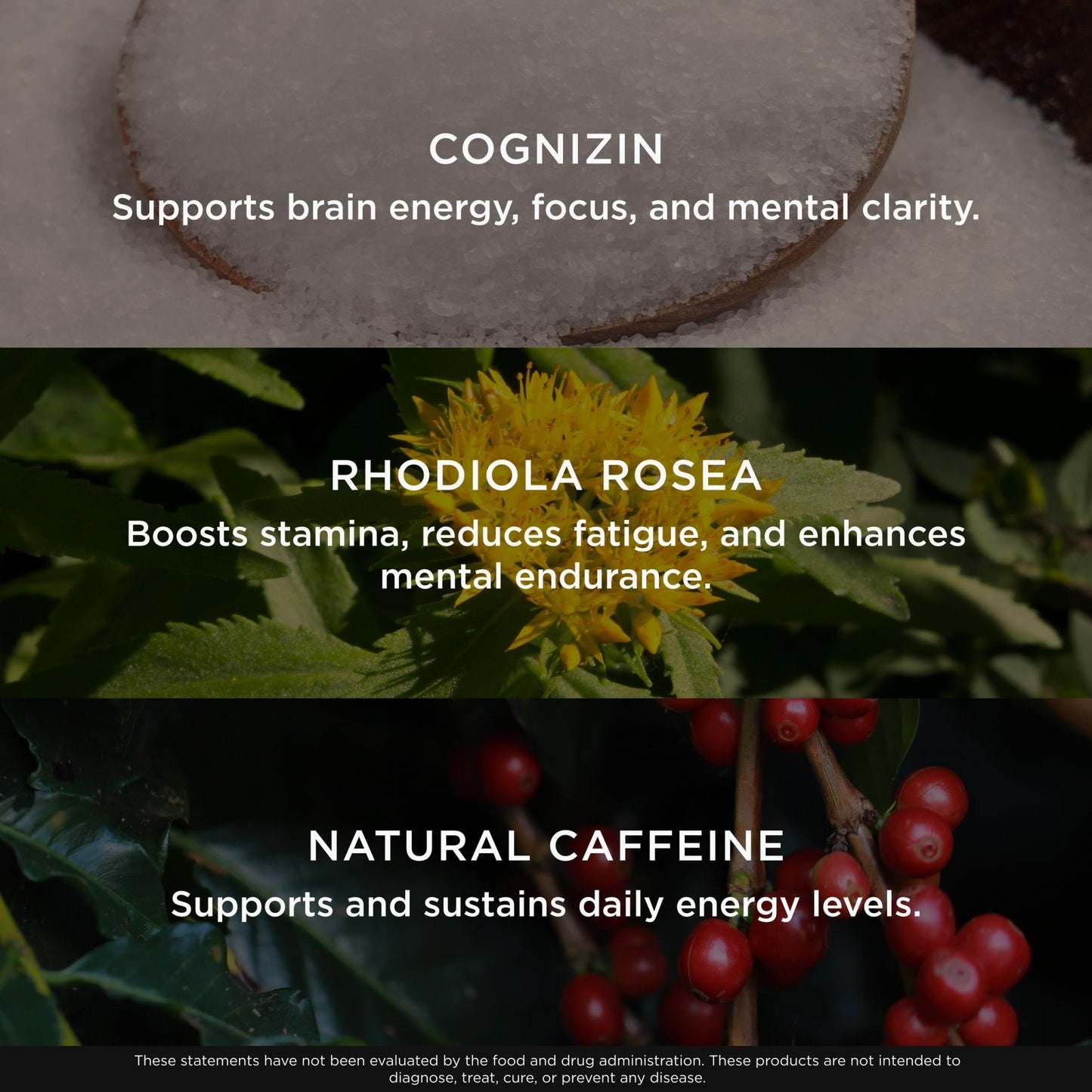 Genius BCAA Powder - 5g Vegan BCAAs L-Glutamine, Cognizin & Rhodiola Muscle Recovery Energy Support 100mg Caffeine Pre, Intra, Post-Workout Nootropic Supplement for Focus & Performance - Grape Limeade - Maple Wellness Supplements