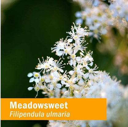 Herb Pharm Certified Organic Meadowsweet Liquid Extract for Minor Pain - 1 Ounce (DMEAD01) - Maple Wellness Supplements