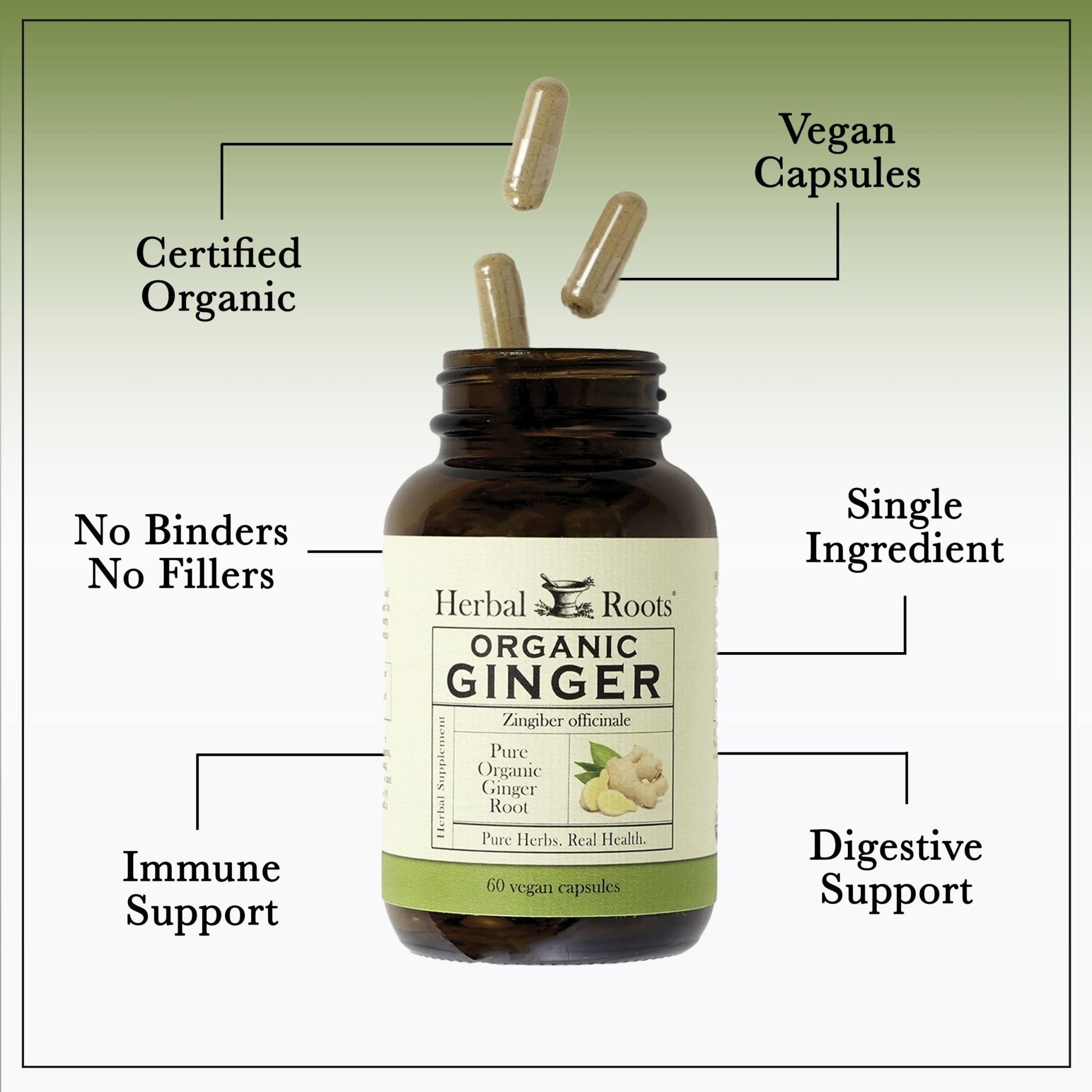 Herbal Roots Ginger Supplement | Organic Ginger Root Capsules | 1,200 mg of Pure Ginger Powder per Serving | 60 Vegan Capsules - Maple Wellness Supplements
