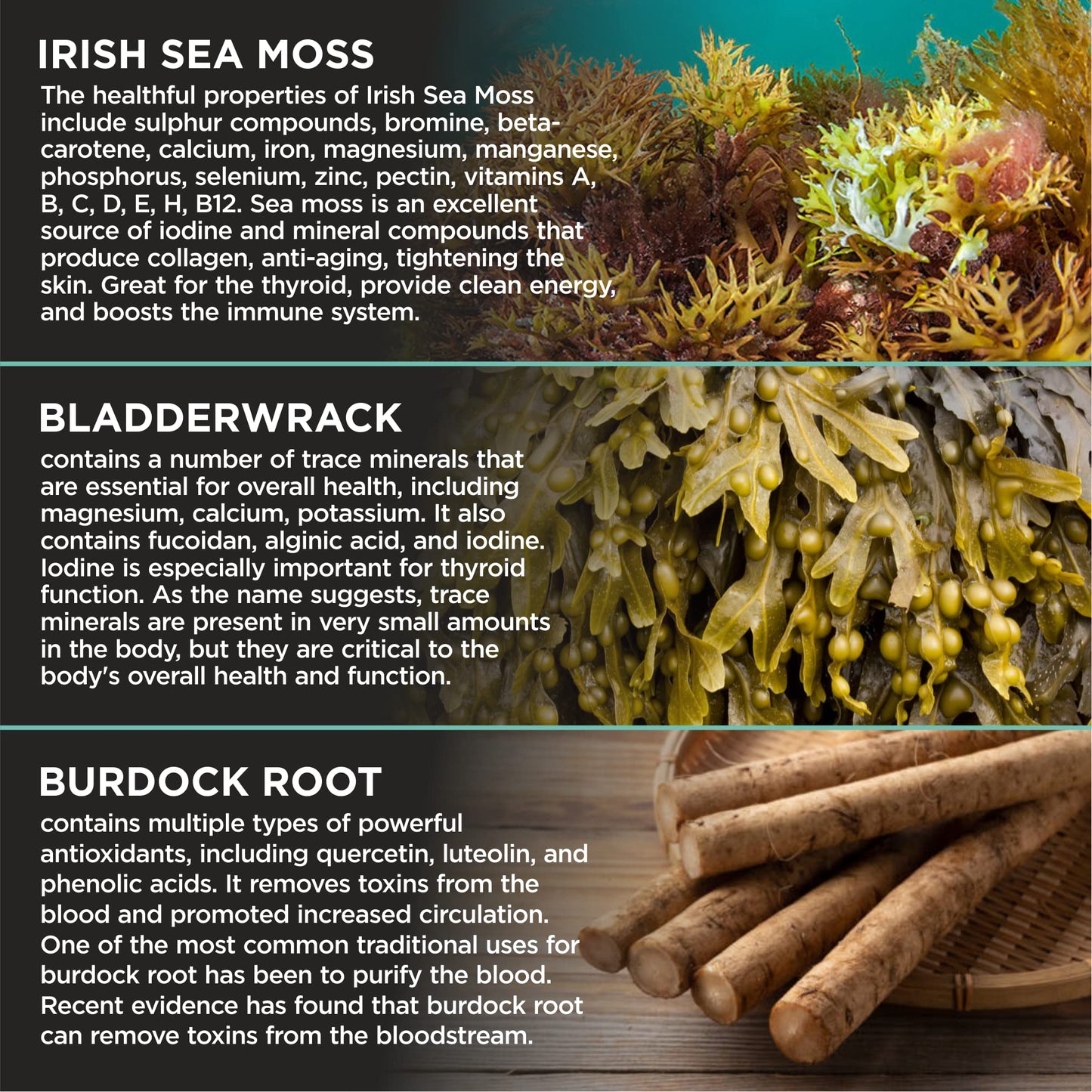 HerbaMe Organic Irish Sea Moss with Bladderwrack, Burdock Root & Black Pepper Extract - Maple Wellness Supplements
