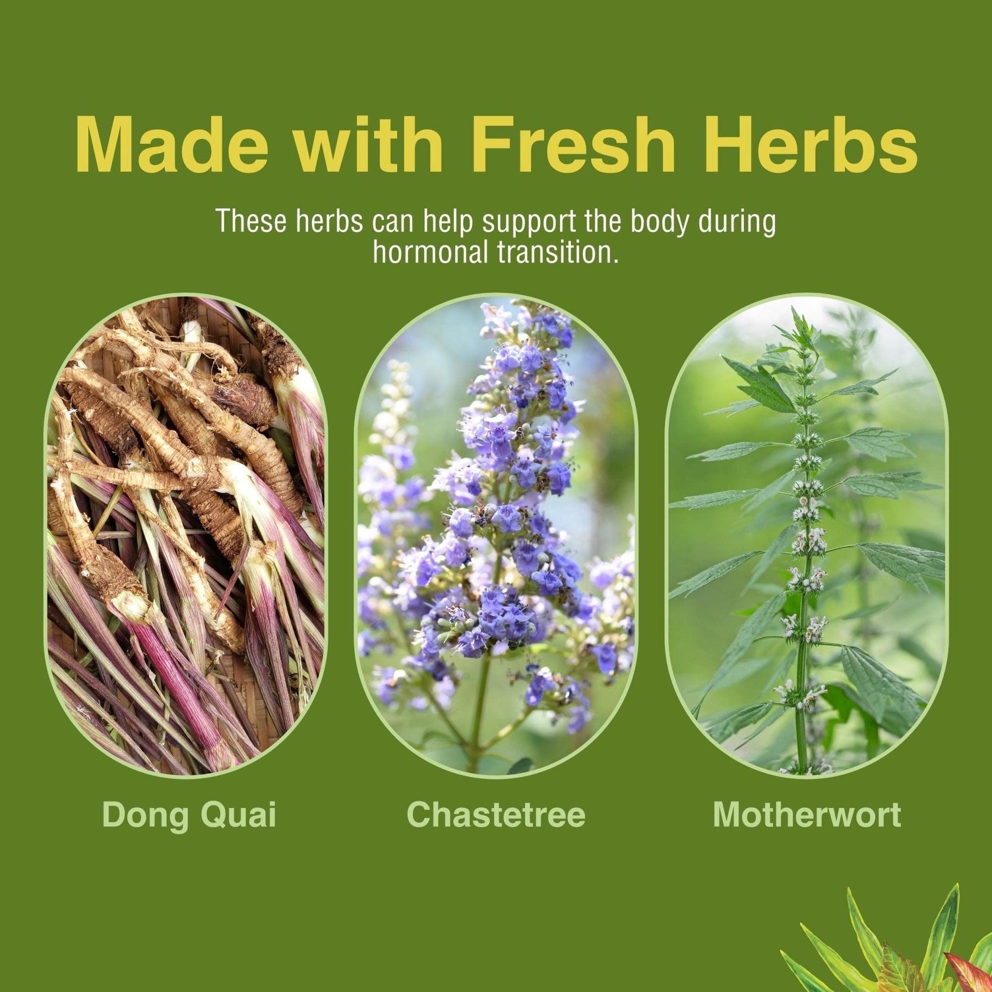 Herbs Etc. Menopautonic Softgels - Essential Supplement for Women - Hormonal Transition Support Supplement - Offers Menopausal Support with Dong Quai & Motherwort - 120 Softgels (120 Servings) - Maple Wellness Supplements