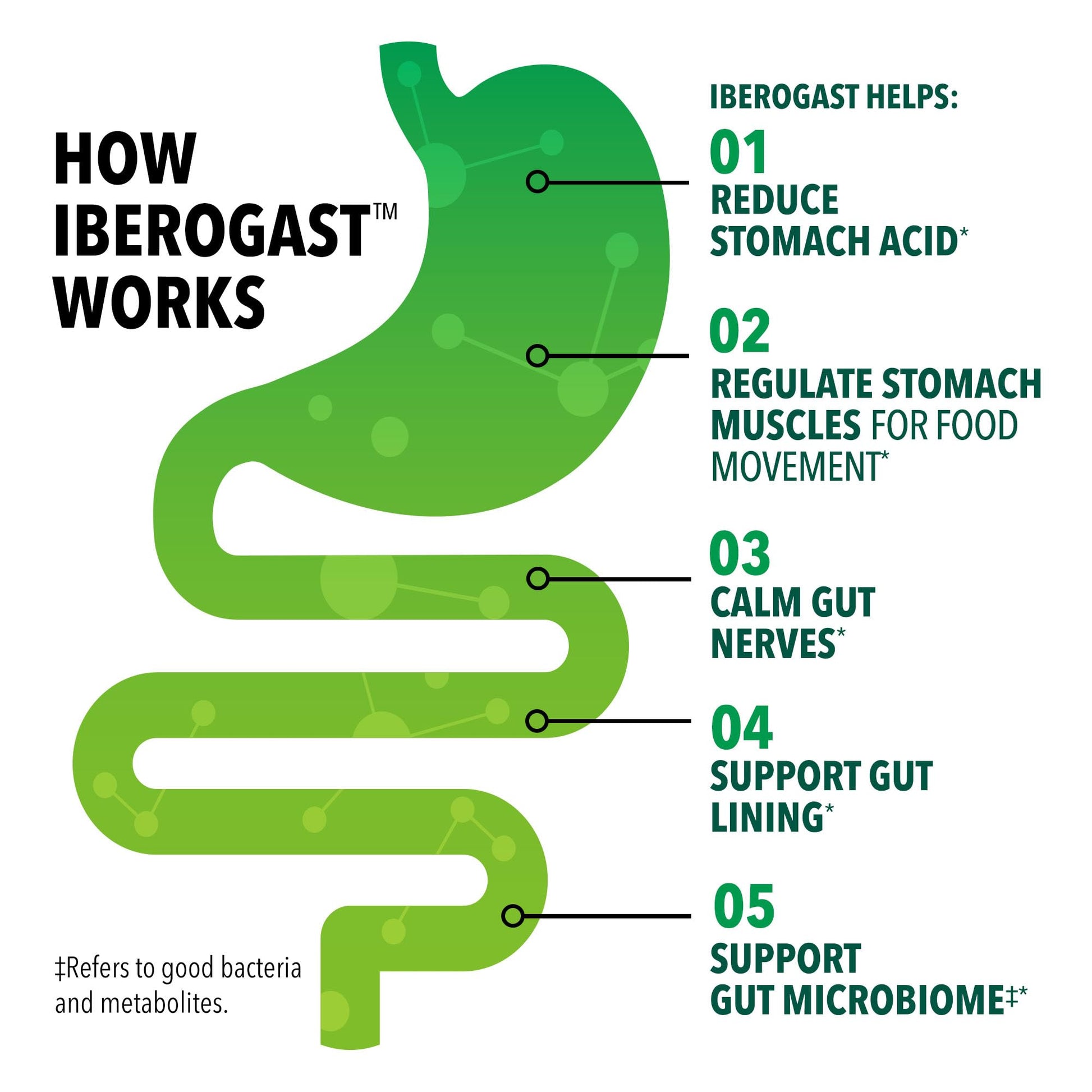 Iberogast Softgels, Herbal Relief of Stomach Upsets: Occasional Indigestion, Bloating, Gas, Nausea, Upset Stomach; 6-Herb Blend with Iberis Amara, - Maple Wellness Supplements