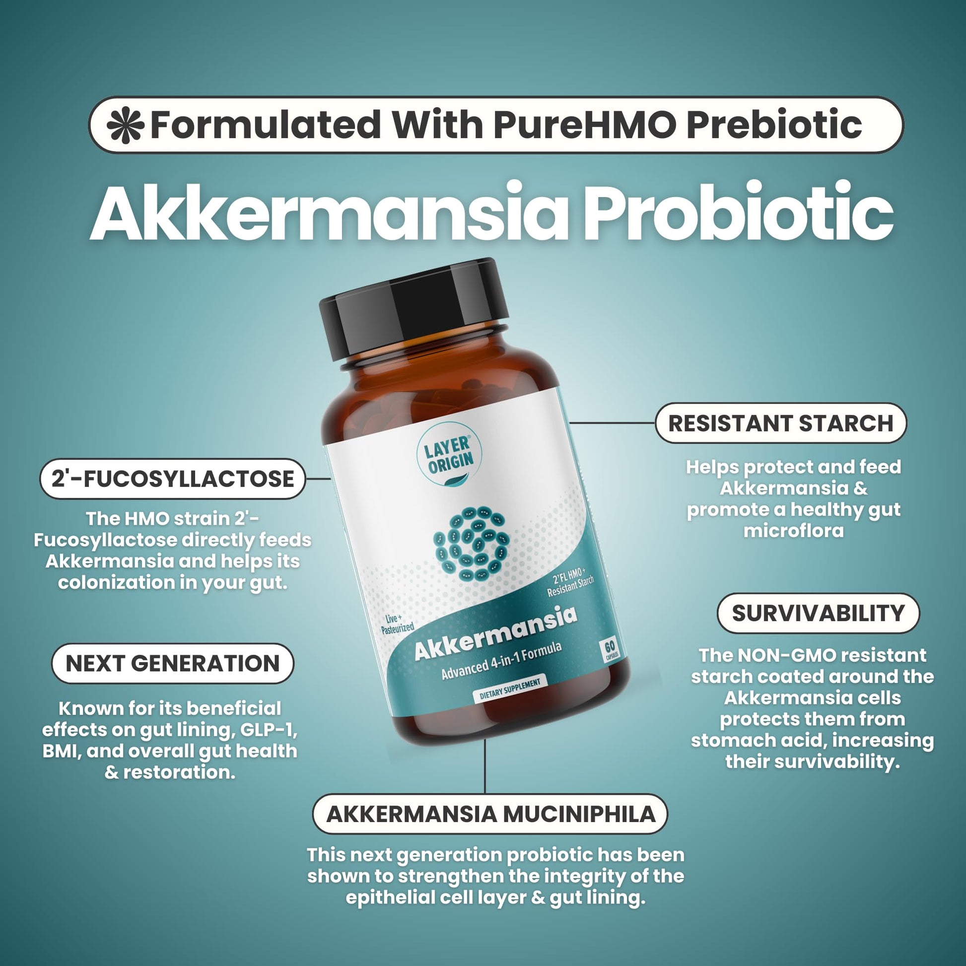Layer Origin Akkermansia muciniphila Probiotic, with Both Live + Pasteurized Akkermansia and PureHMO Prebiotic, Validated Strain, Updated 4-in-1 Formula - Maple Wellness Supplements