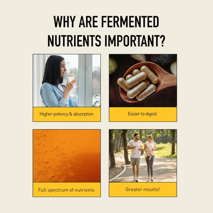 Living Alchemy Gut Health Supplements for Men & Women - Your Flora Probiotic Professional Digestion Supplement with Fermented Soybean, Prebiotics, - Maple Wellness Supplements