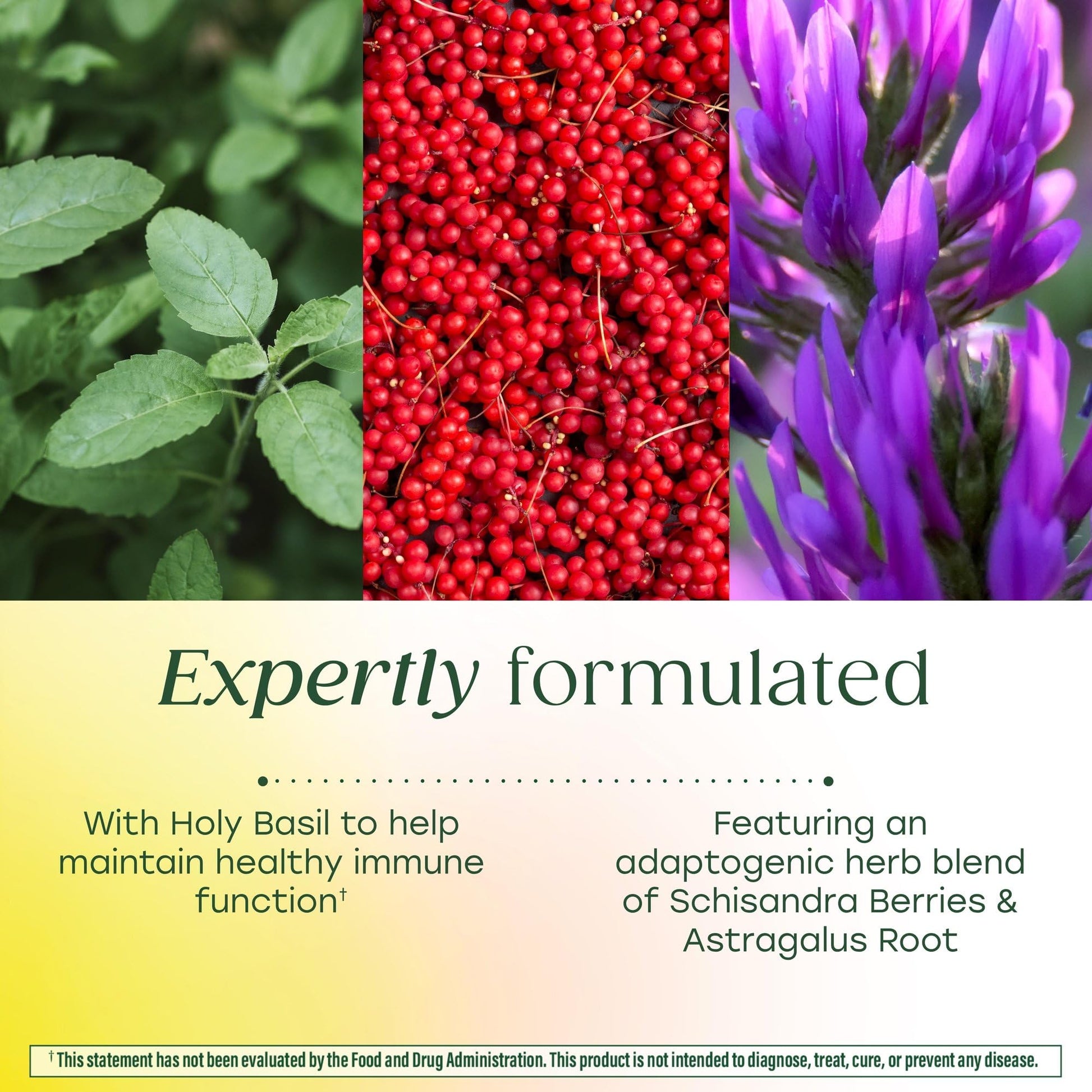 MegaFood Ashwagandha Complex (Formerly Stress Protect) - Ashwagandha Supplements Astragalus Root & Holy Basil - Vegetarian, Gluten Free, Cortisol Supplement - 60 Mini Tablets, 30 Servings - Maple Wellness Supplements