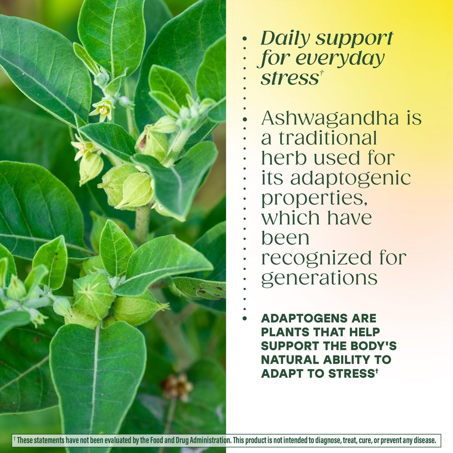 MegaFood Ashwagandha Complex (Formerly Stress Protect) - Ashwagandha Supplements Astragalus Root & Holy Basil - Vegetarian, Gluten Free, Cortisol Supplement - 60 Mini Tablets, 30 Servings - Maple Wellness Supplements