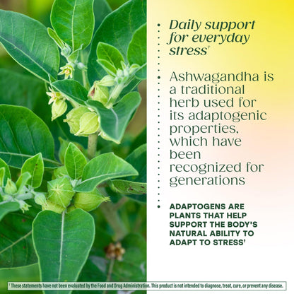 MegaFood Ashwagandha Complex (Formerly Stress Protect) - Ashwagandha Supplements Astragalus Root & Holy Basil - Vegetarian, Gluten Free, Cortisol Supplement - 60 Mini Tablets, 30 Servings - Maple Wellness Supplements
