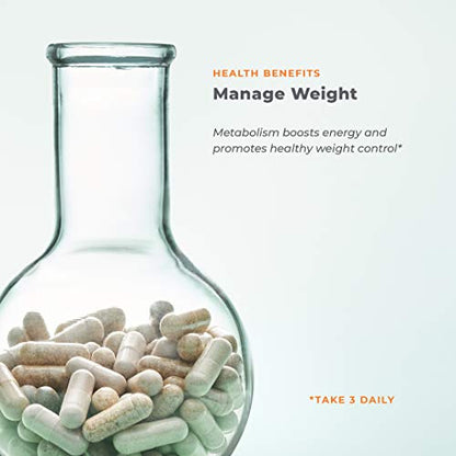 Metabolism - Weight Control Support & Energy Boosting Supplement - Natural Appetite - Maple Wellness Supplements