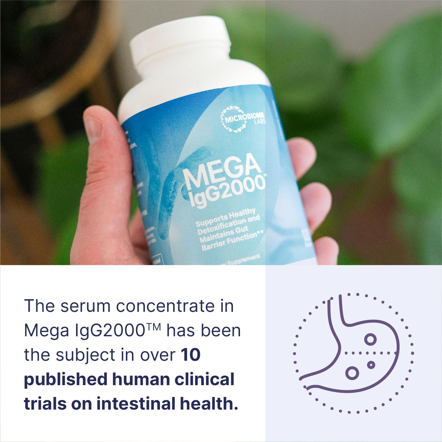 Microbiome Labs Mega IgG2000 Capsules - Dairy Free Bovine Colostrum Supplement Alternative - Immunoglobulin Supplement from Bovine Serum to Support Digestive Health (120 Capsules) - Maple Wellness Supplements