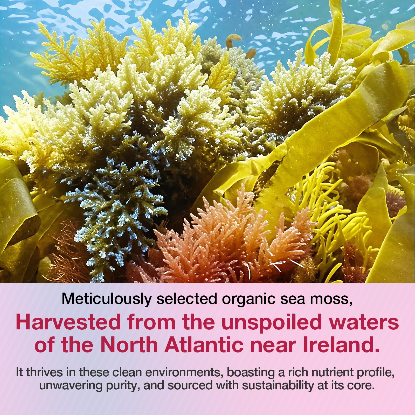 MSLOTAL Irish Sea Moss Gummies with Ashwagandha Bladderwrack and Burdock Root - Natural Irish Seamoss Supplement for Thyroid, Energy, Immune Support - 60 Vegan Gummy - Maple Wellness Supplements