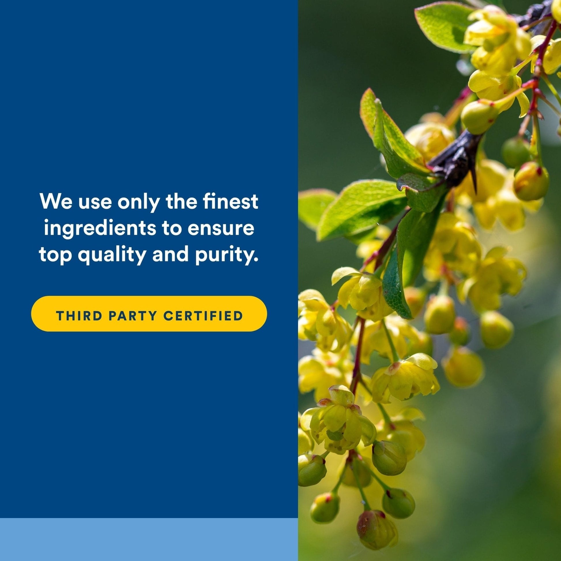 Natural Factors WellBetX Berberine - Daily Supplement Supports Metabolic Health - Formula Supports Healthy Heart - Gluten-Free & Vegan - Maple Wellness Supplements