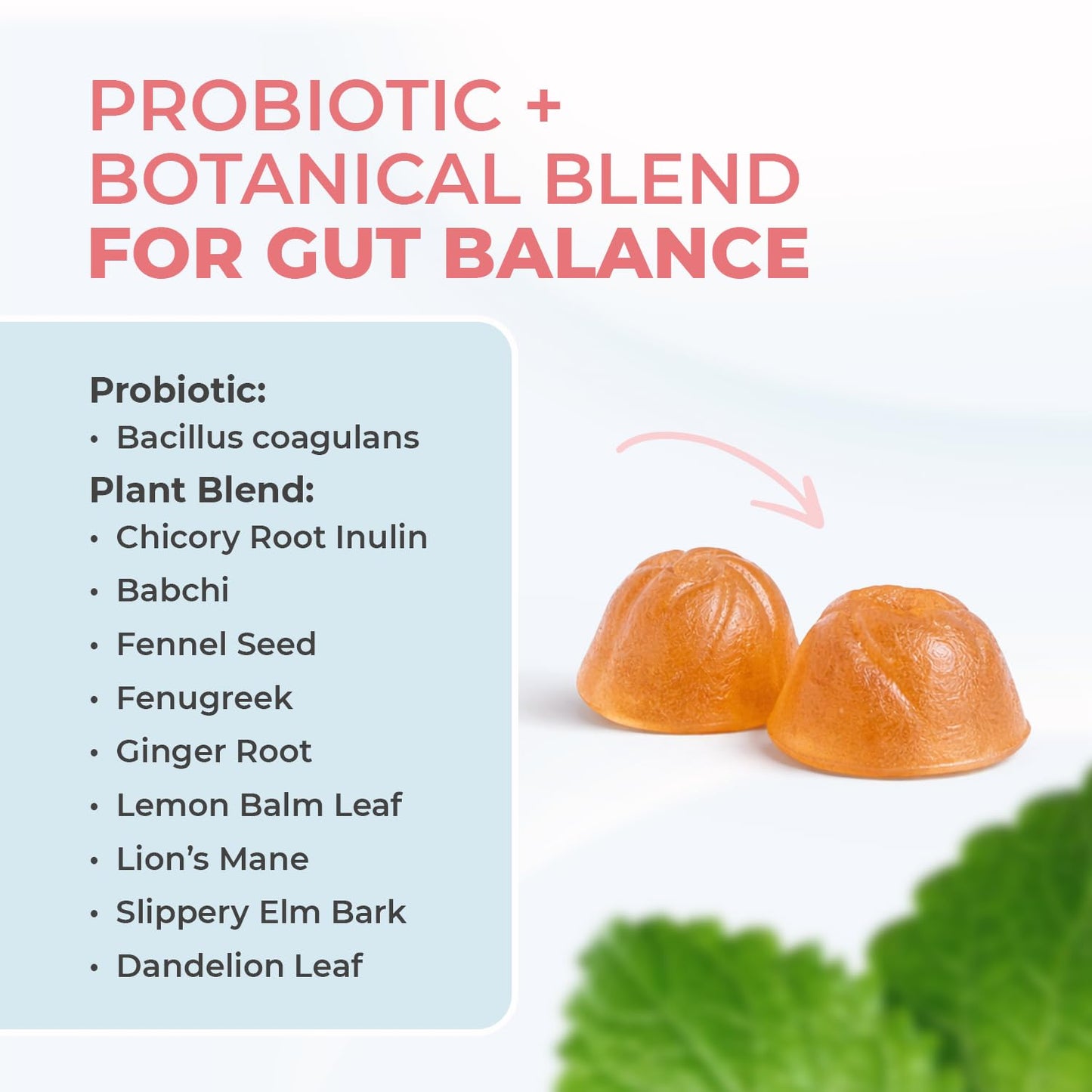 Nature’s NutriWave PrimeBiome Probiotic Gummies – Plant-Based Blend with Inulin, Lion’s Mane, Ginger & More– Non-GMO, No Stimulants, GMP Certified – 30 Gummies, 3 Month Supply - Maple Wellness Supplements
