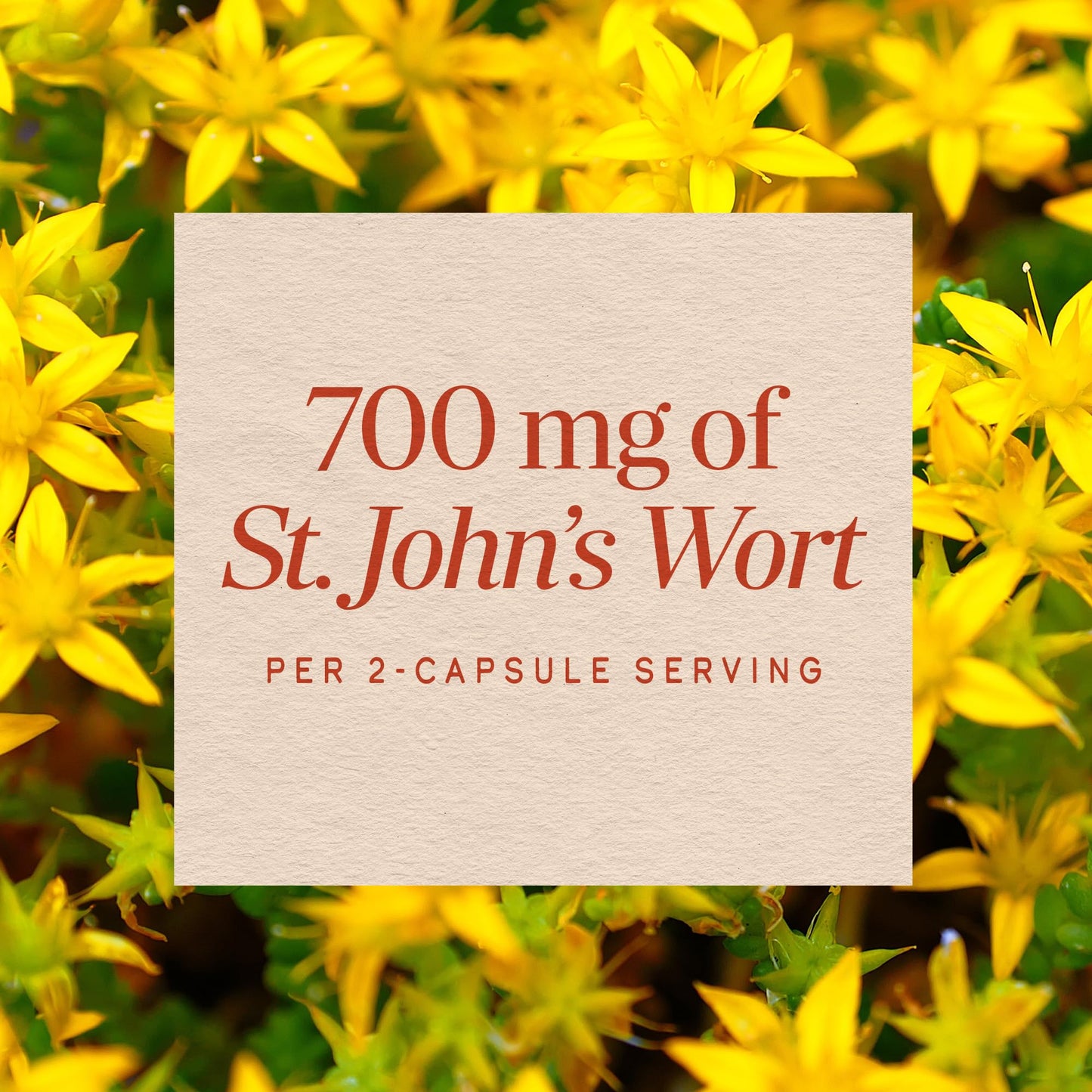 Nature’s Way St. John’s Wort Capsules, Herbal Supplement Promotes a Positive Outlook*, 700 mg per 2-capsule serving - Maple Wellness Supplements
