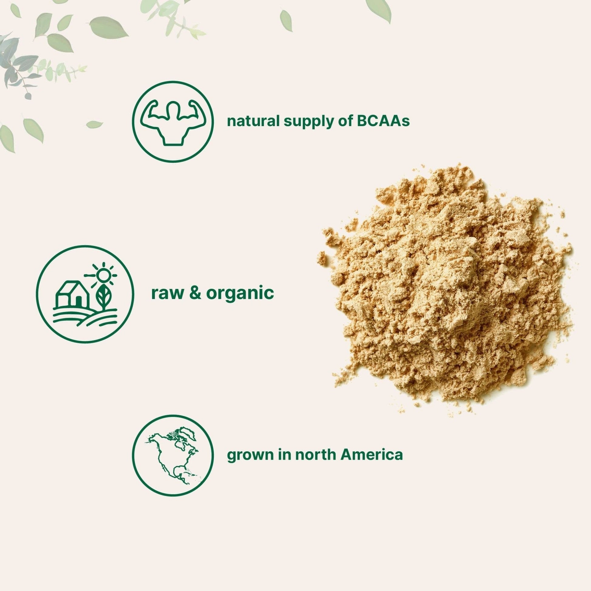 North America Grown, Organic Pea Protein Powder, 1KG (2.2 Pounds) | Plant-Based Vegan Protein, Meatless Protein Supplement, Natural Branched Chain Amino Acids | Non-GMO, Soy Free - Maple Wellness Supplements
