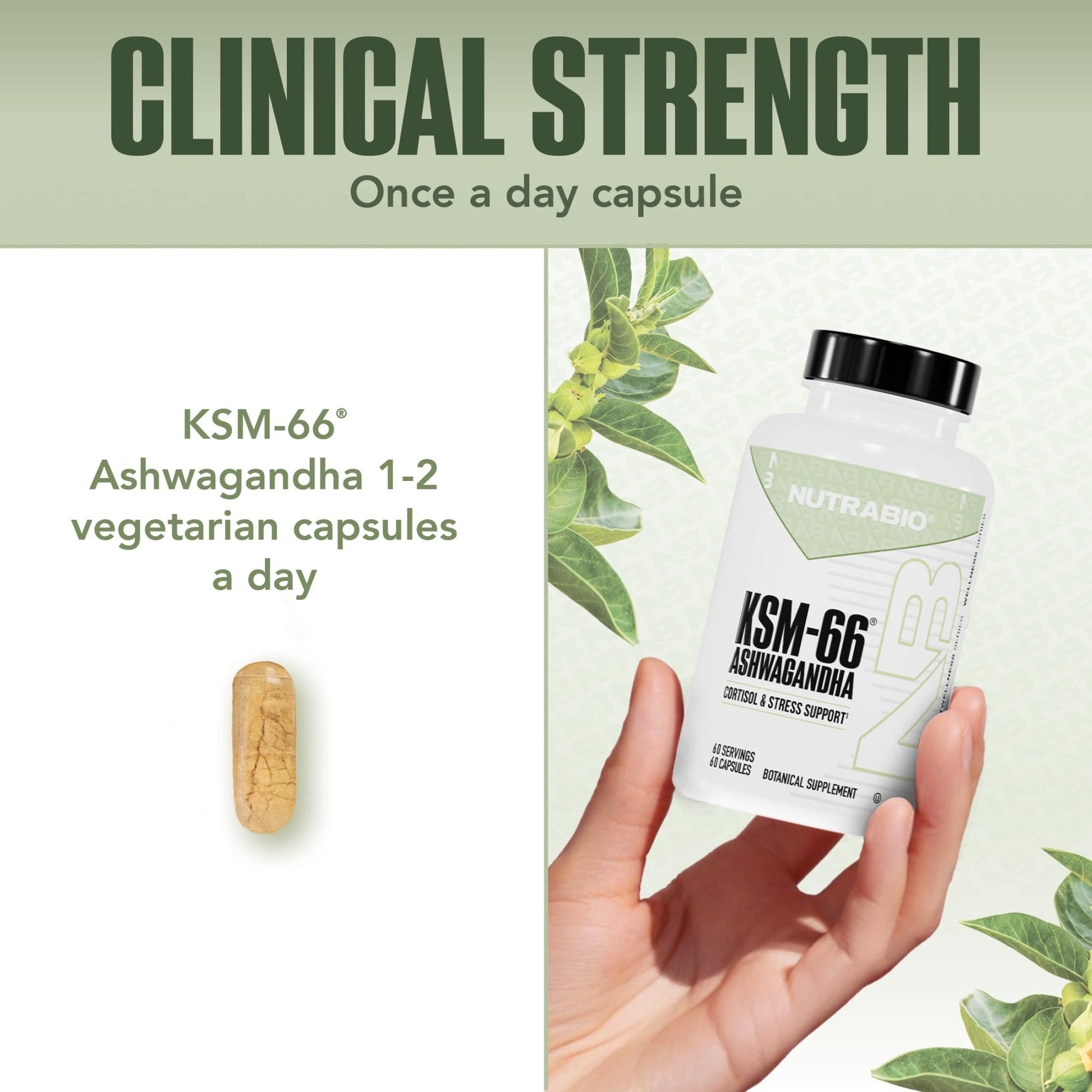 NutraBio Ashwagandha KSM-66 | Ashwagandha Herbal Supplement for Stress, Mood, & Performance | 600 MG of Clinically Studied KSM66 60 Capsules - Maple Wellness Supplements