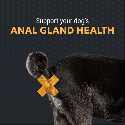 Nutramax Filaquin Anal Gland Supplement for Dogs, from The Same Company as Cosequin & Proviable, with Pre & Postbiotics and Psyllium Husk Fiber to Support Anal Gland Health, 90 Count Soft Chews - Maple Wellness Supplements