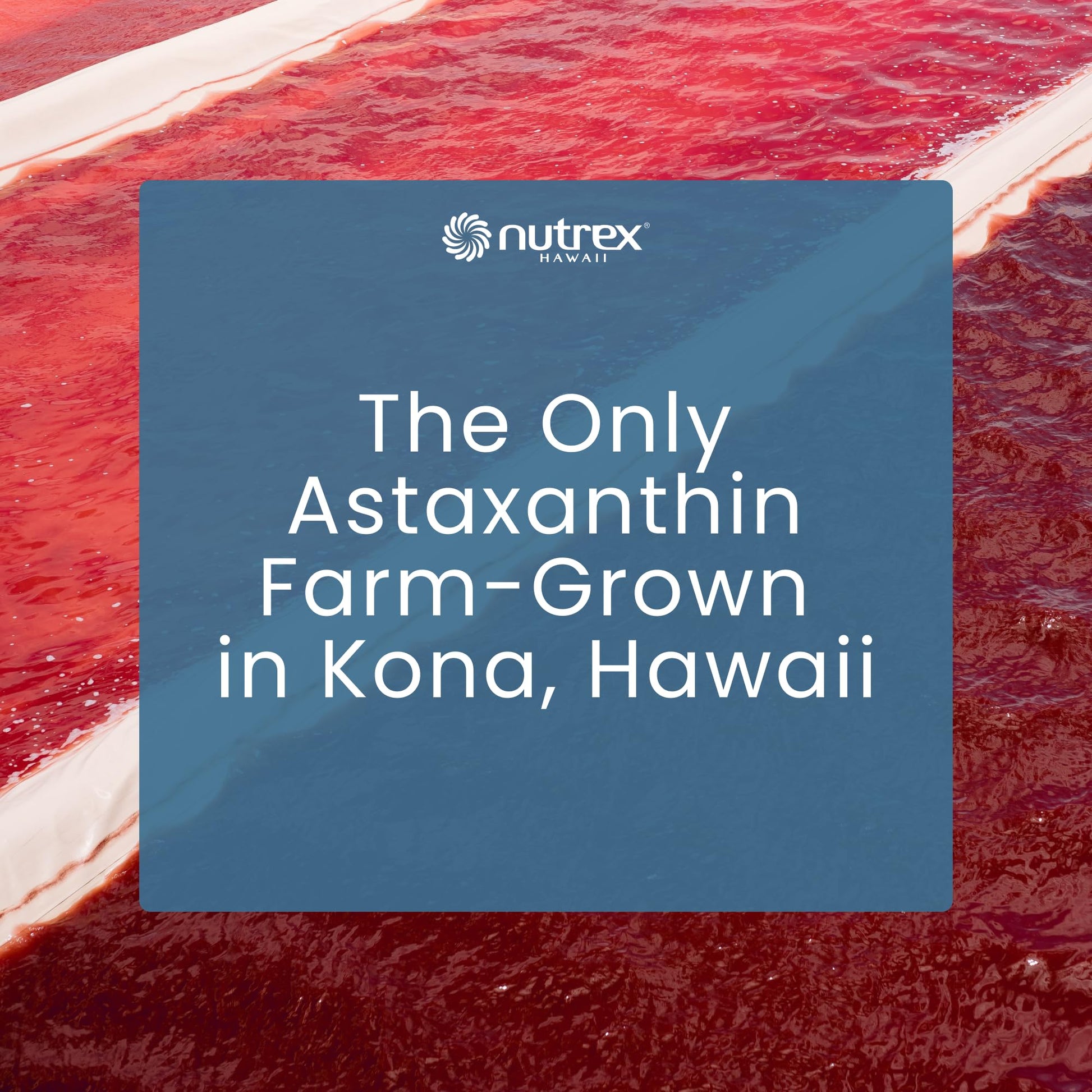 Nutrex Hawaii BioAstin Hawaiian Astaxanthin - 12mg, 90 Softgels - Farm-Direct Premium Antioxidant Supplement to Support Eye, Skin - Maple Wellness Supplements