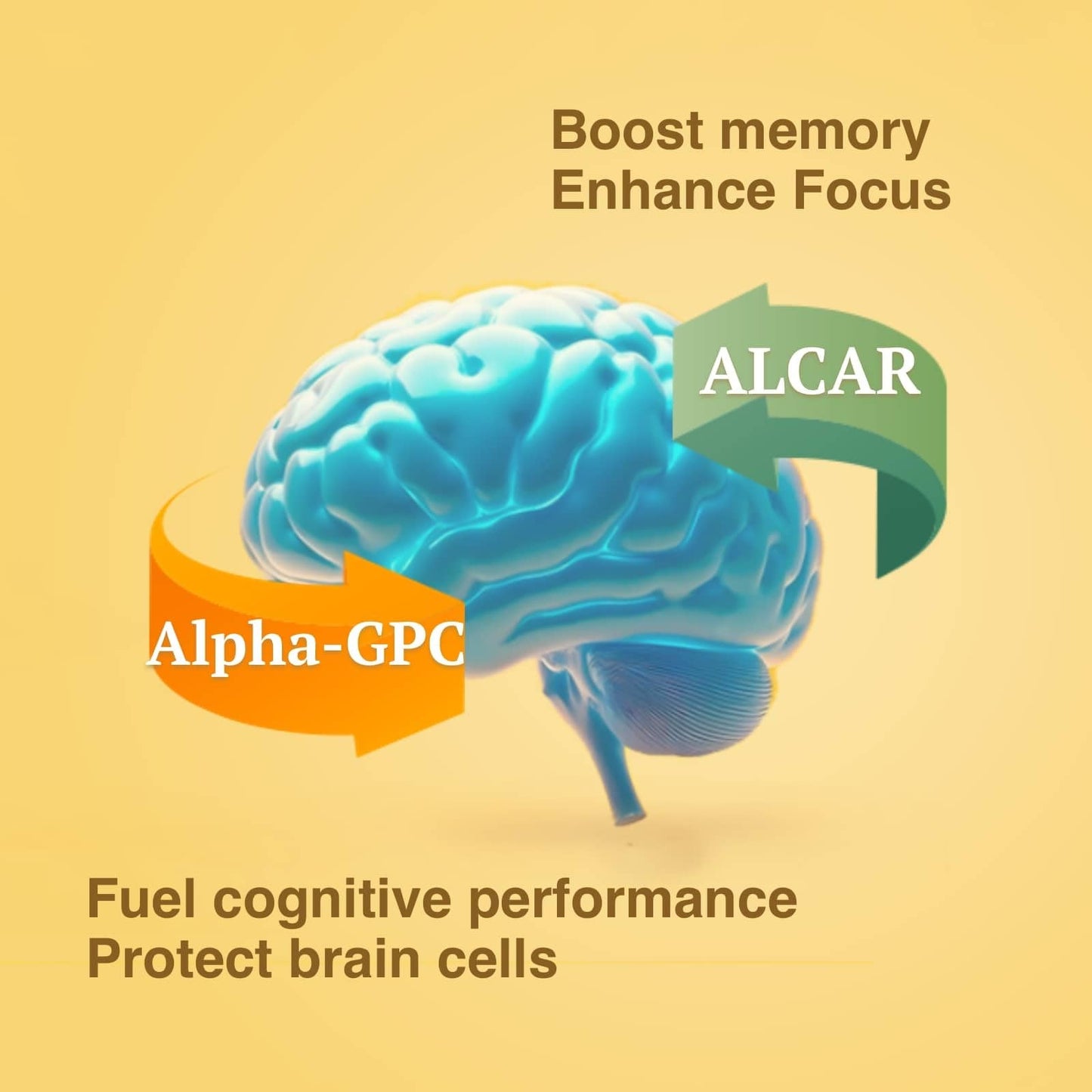 OPTINOURISH Brain Supplement for Memory and Focus, Nootropic for Adults, Fuel Brain Energy & Mental Clarity, Caffeine Free,Cognitive Support, Doctor-Formulated, Made in USA,cGMP,120 Caps - Maple Wellness Supplements