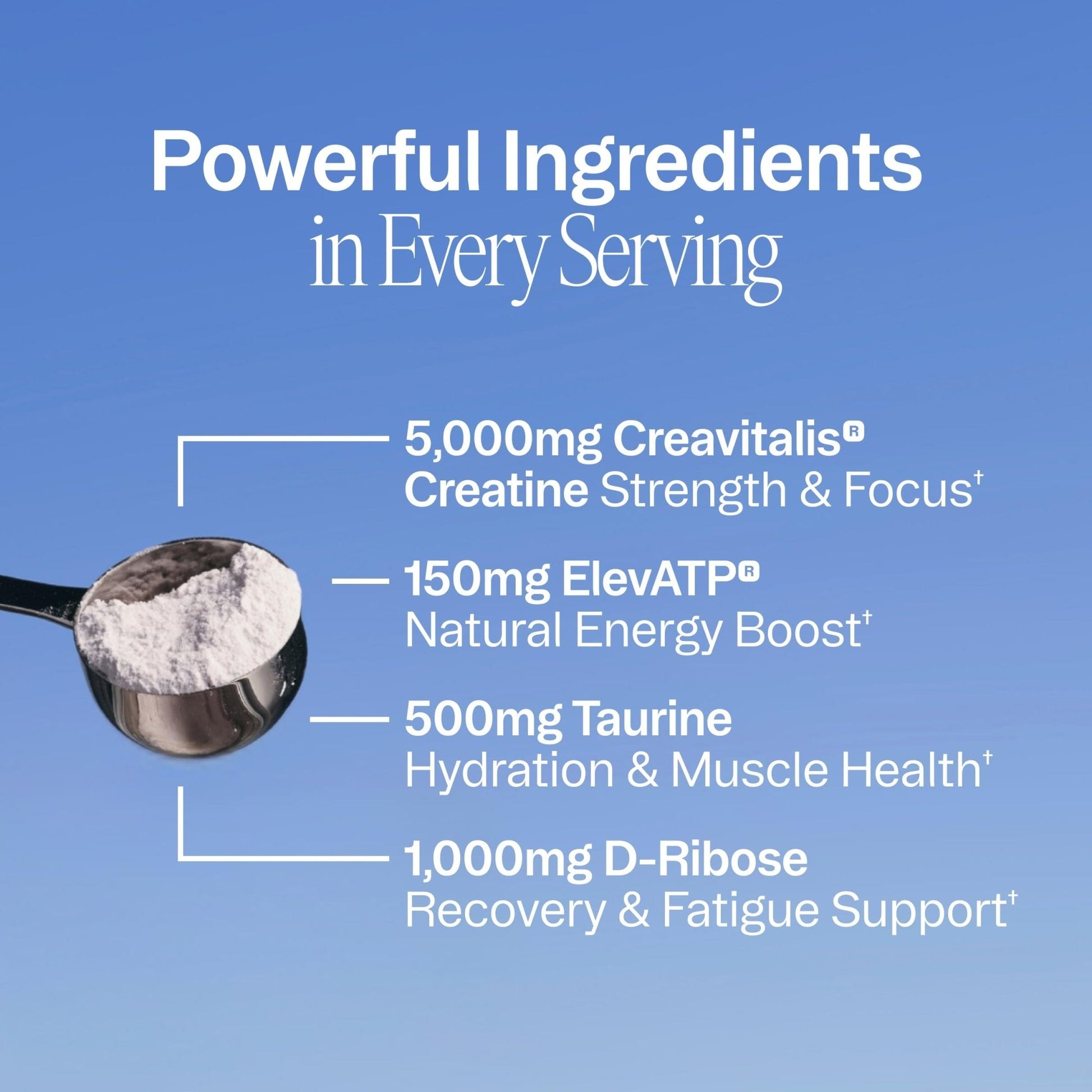 Ora Organic Creatine Monohydrate Powder - German-Sourced Creavitalis for Strength, elevATP for Energy, D-Ribose & Taurine for Recovery - Creatine for Women & Men - Acai Berry Flavor, 30 Servings - Maple Wellness Supplements