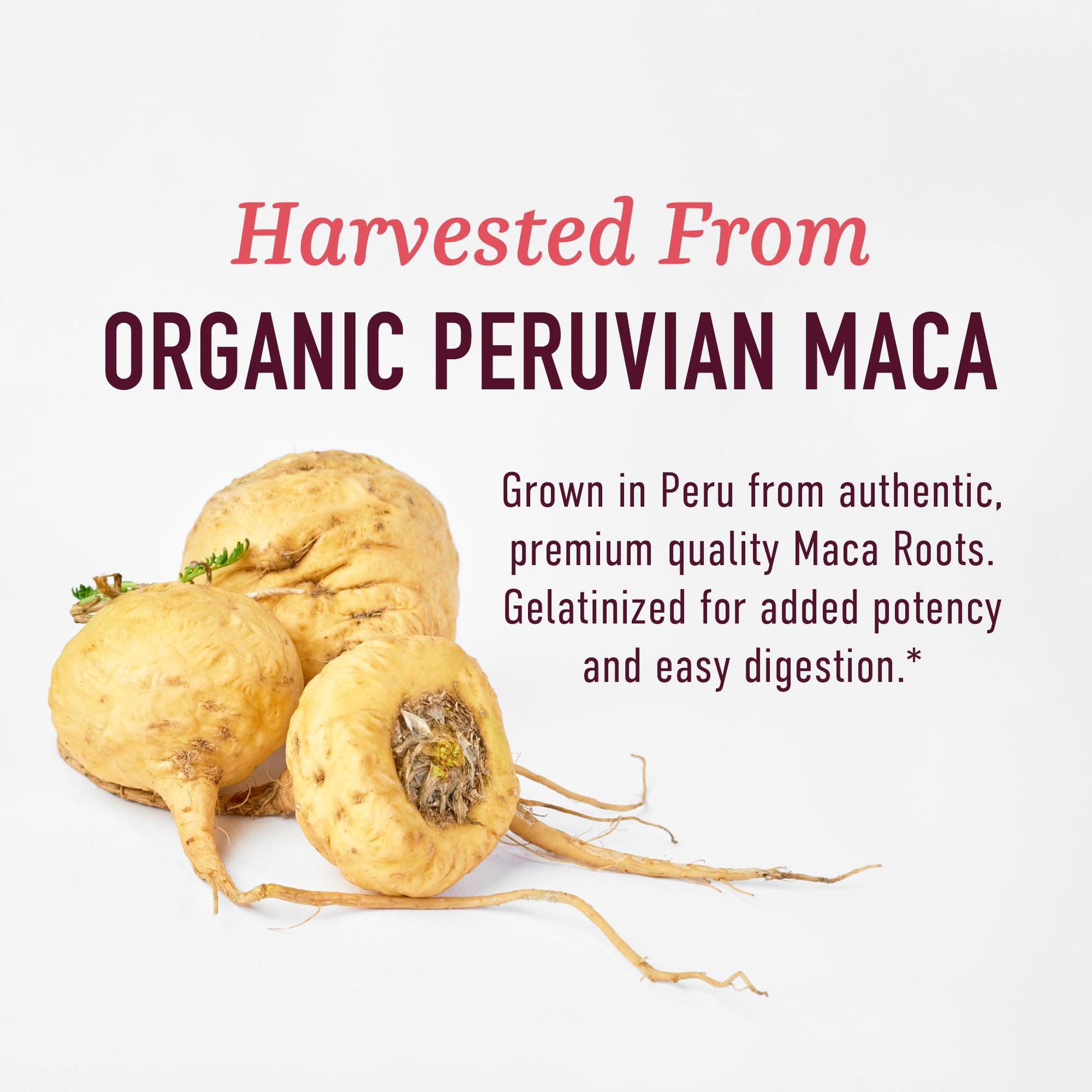 Organic Maca Root Capsules for Women | Peruvian Maca 2250MG Extra Strength | Red, Black & Yellow Root Powder with Black Pepper | Herbal Supplement - Maple Wellness Supplements