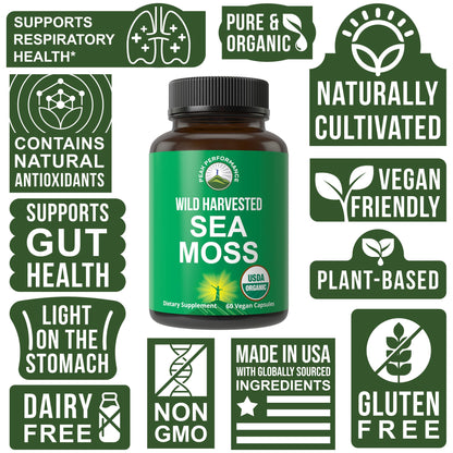 Organic Sea Moss Capsules. Wild Harvested Sea Moss Raw Organic Vegan Supplement from Red Algae Seaweed. 100% Whole Extract Raw Irish SeaMoss Superfood Pills. for Gut, Respiratory, Immune Support. - Maple Wellness Supplements
