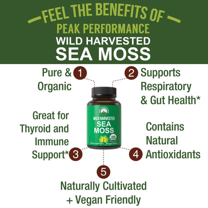 Organic Sea Moss Capsules. Wild Harvested Sea Moss Raw Organic Vegan Supplement from Red Algae Seaweed. 100% Whole Extract Raw Irish SeaMoss Superfood Pills. for Gut, Respiratory, Immune Support. - Maple Wellness Supplements