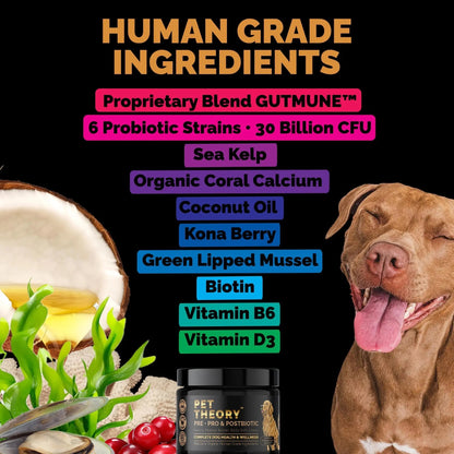 Pet Theory Probiotics for Dogs. Dog Digestive Health-Pre Pro and Postbiotic Combination-Pet Supplements for Gut Health-Supports Digestion, Boost Immunity-100CT Soft Chews - Maple Wellness Supplements