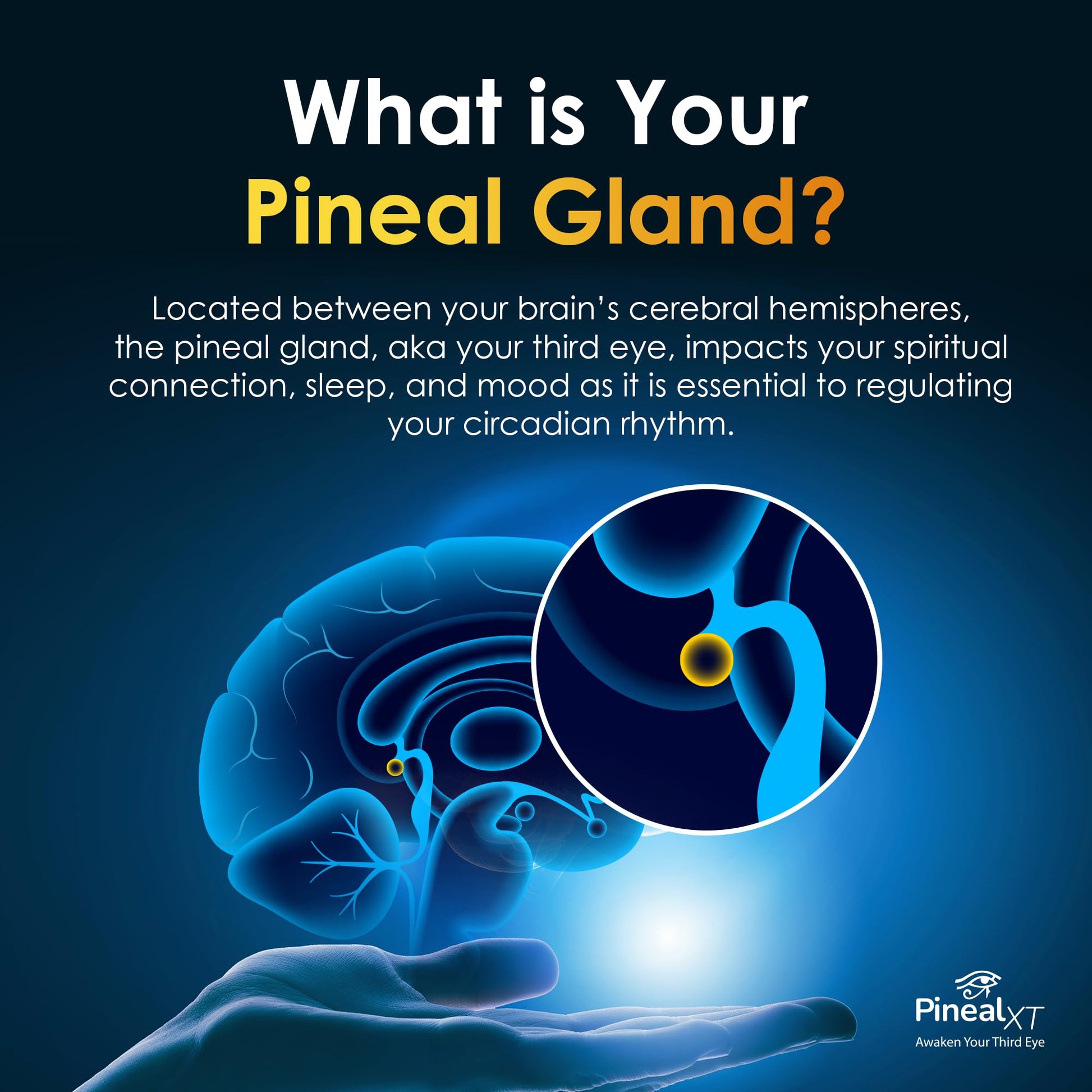 Pineal XT Gold + Pharaoh's Nectar - Pineal Gland Supplement Bundle – 24K Monoatomic Gold Ormus Drops, Pineal Gland Decalcification, Third Eye Awakening, Focus, Energy & Manifestation - Maple Wellness Supplements