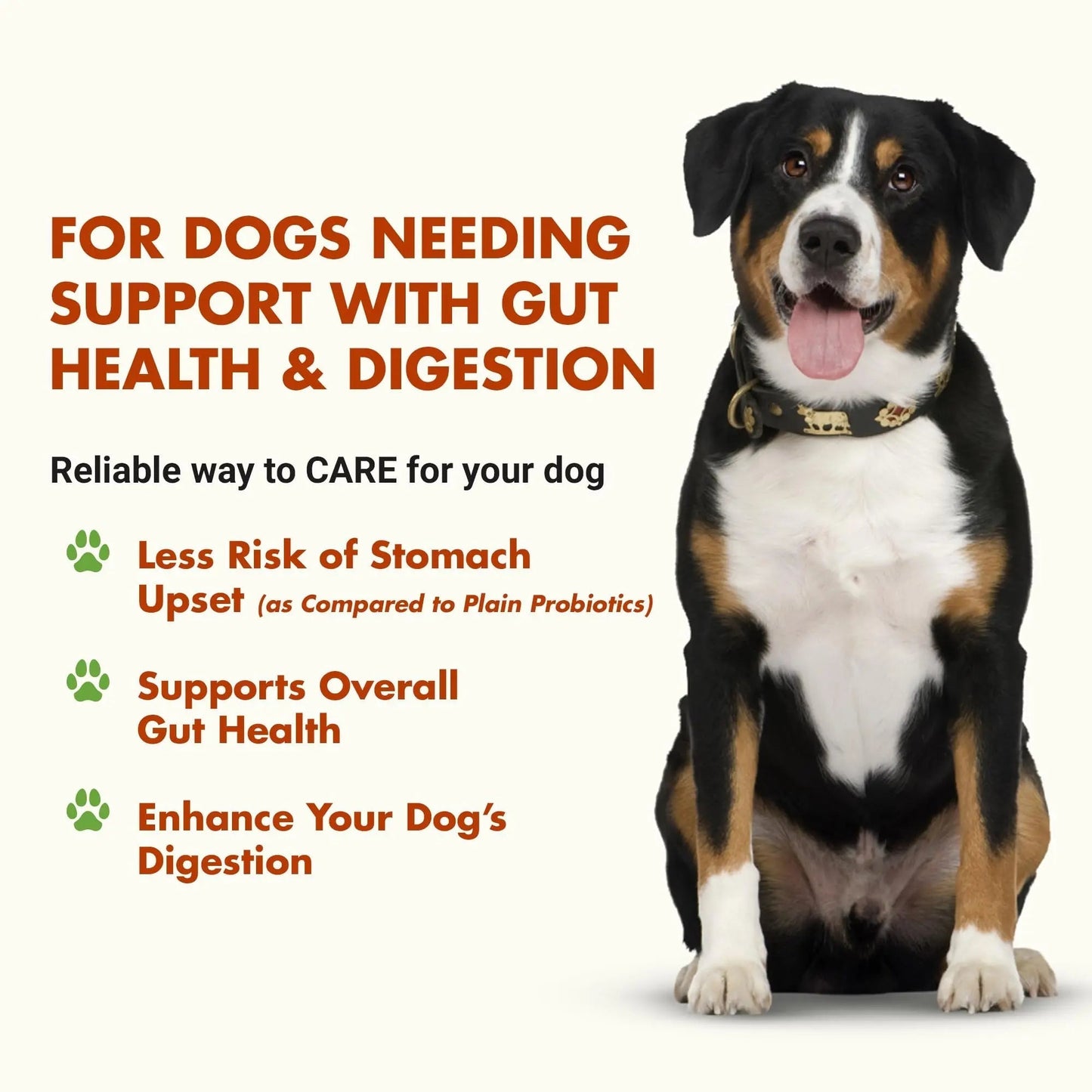 Pre & PostBiotic Support for Dogs – Digestive Upset, Stool Quality & Sensitive Stomach Support – Easy Liquid Formula for Picky Eaters - Maple Wellness Supplements