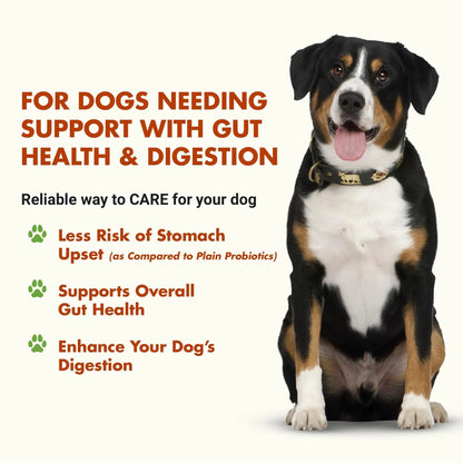 Pre & PostBiotic Support for Dogs – Digestive Upset, Stool Quality & Sensitive Stomach Support – Easy Liquid Formula for Picky Eaters - Maple Wellness Supplements