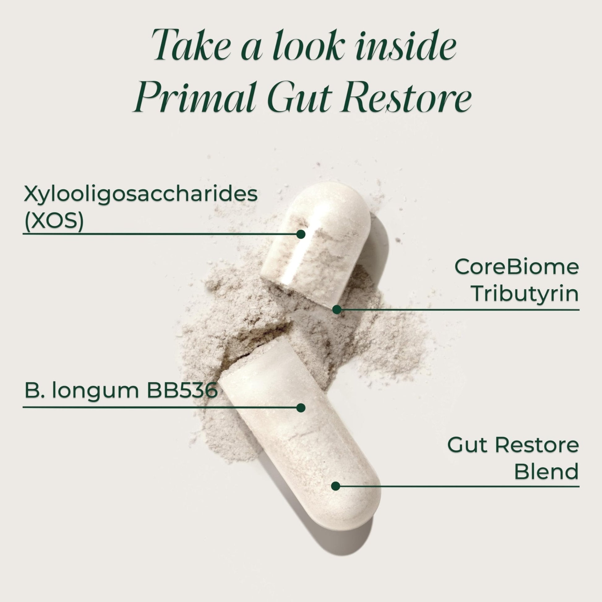 Primal Harvest Restore for Gut Health, Primal Gut Restore w/POSTbiotics, PREbiotics and PRObiotics for Women and Men, 60 CT - Digestion, Colon Cleanse, - Maple Wellness Supplements