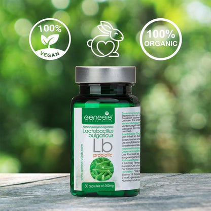 Probiotic Lactobacillus Supplement 30 Capsules with Lactobacillus Bulgaricus 250 mg Probiotic Digestive Immune Support Gut Health Probiotics for Digestive Health Anti Bloating - Maple Wellness Supplements