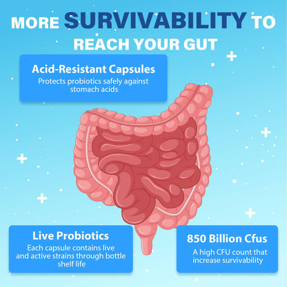 Probiotics for Men, Advanced 50+ Mens Probiotic, Comprehensive Gut & Energy Support with 850 Billion CFU, 1800mg Prebiotics Fiber – Tailored Wellness mens probiotics - Maple Wellness Supplements