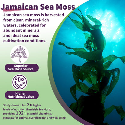 Sea Moss Supplement 5000mg, Sugar Free Sea Moss Gummies, Irish Sea Moss - Maple Wellness Supplements