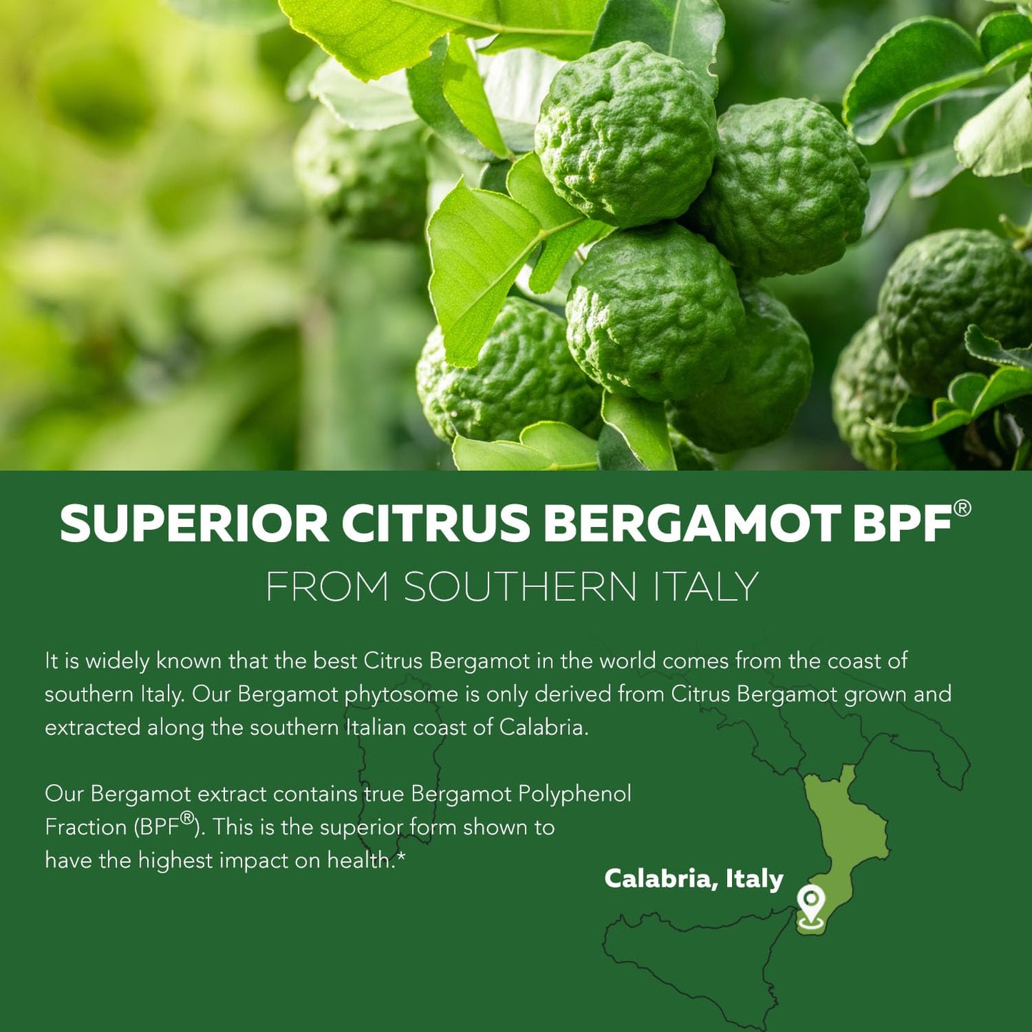 SoActive Bergamot: 2.5X More Effective, Italian Citrus Bergamot Phytosome - Clinically Validated | Enhanced with Grape Seed Extract - Maple Wellness Supplements