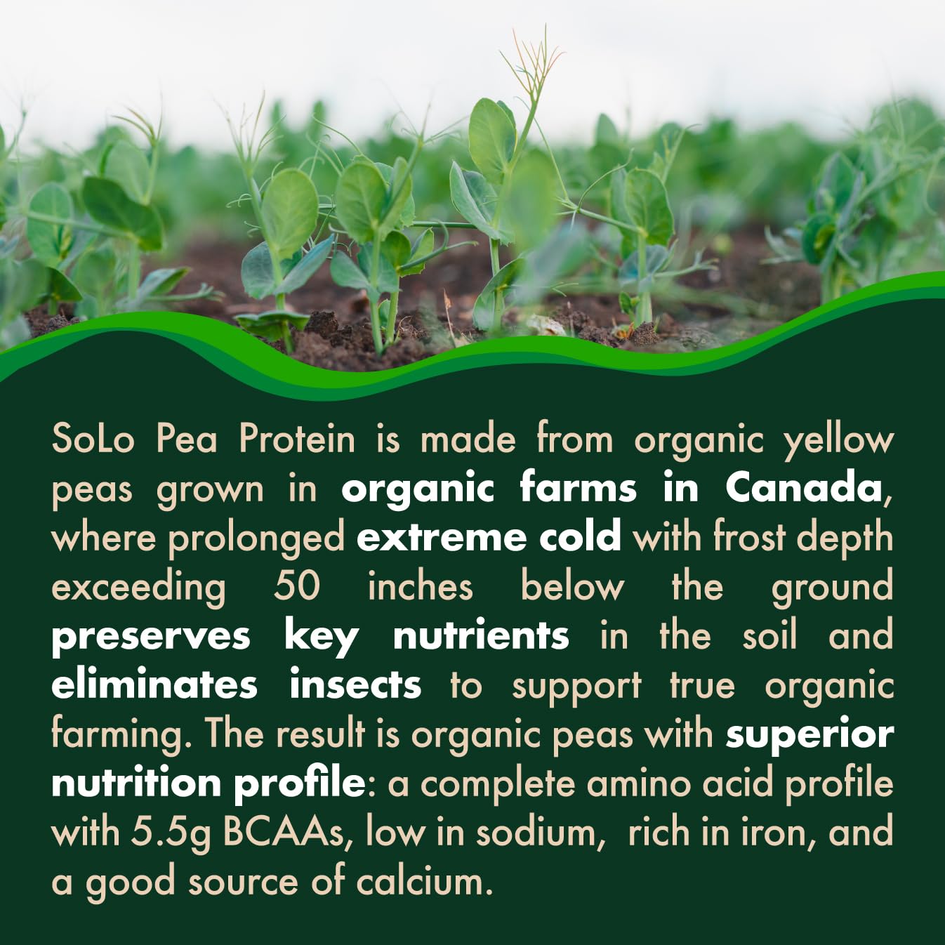 SOLO Organic Pea Protein Isolate, Low in Sodium, Canada Grown Peas, 100% Vegan, Non-GMO, Unflavored Plant Based Protein Powder with BCAA, Keto & Paleo Friendly, - Maple Wellness Supplements